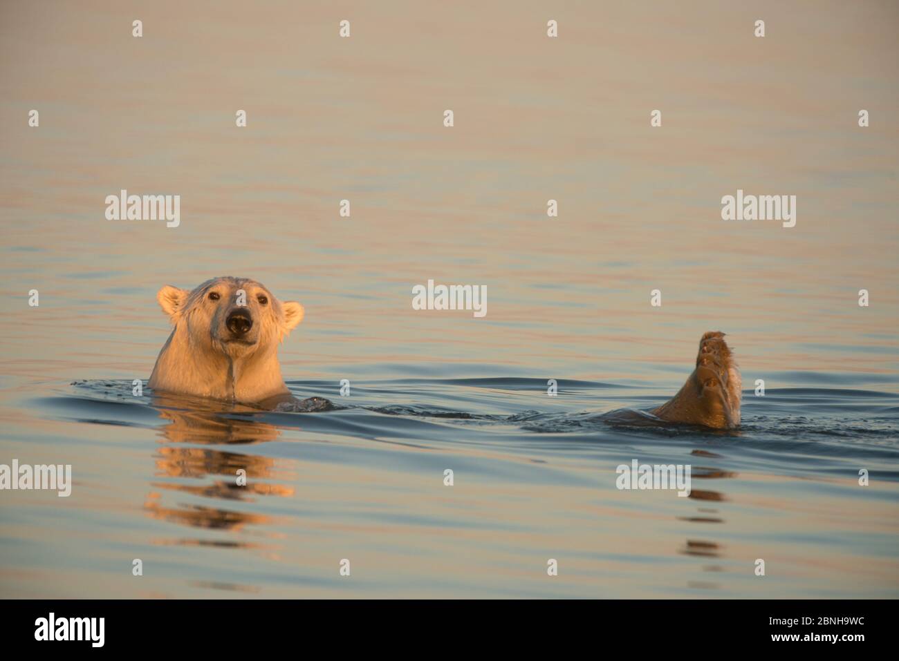 Giovane orso polare maschio (Ursus maritimus) nuotare usando i piedi come rudder per muoversi, Beaufort Mare, al largo della 1002 zona costiera del National Wildlif Artico Foto Stock