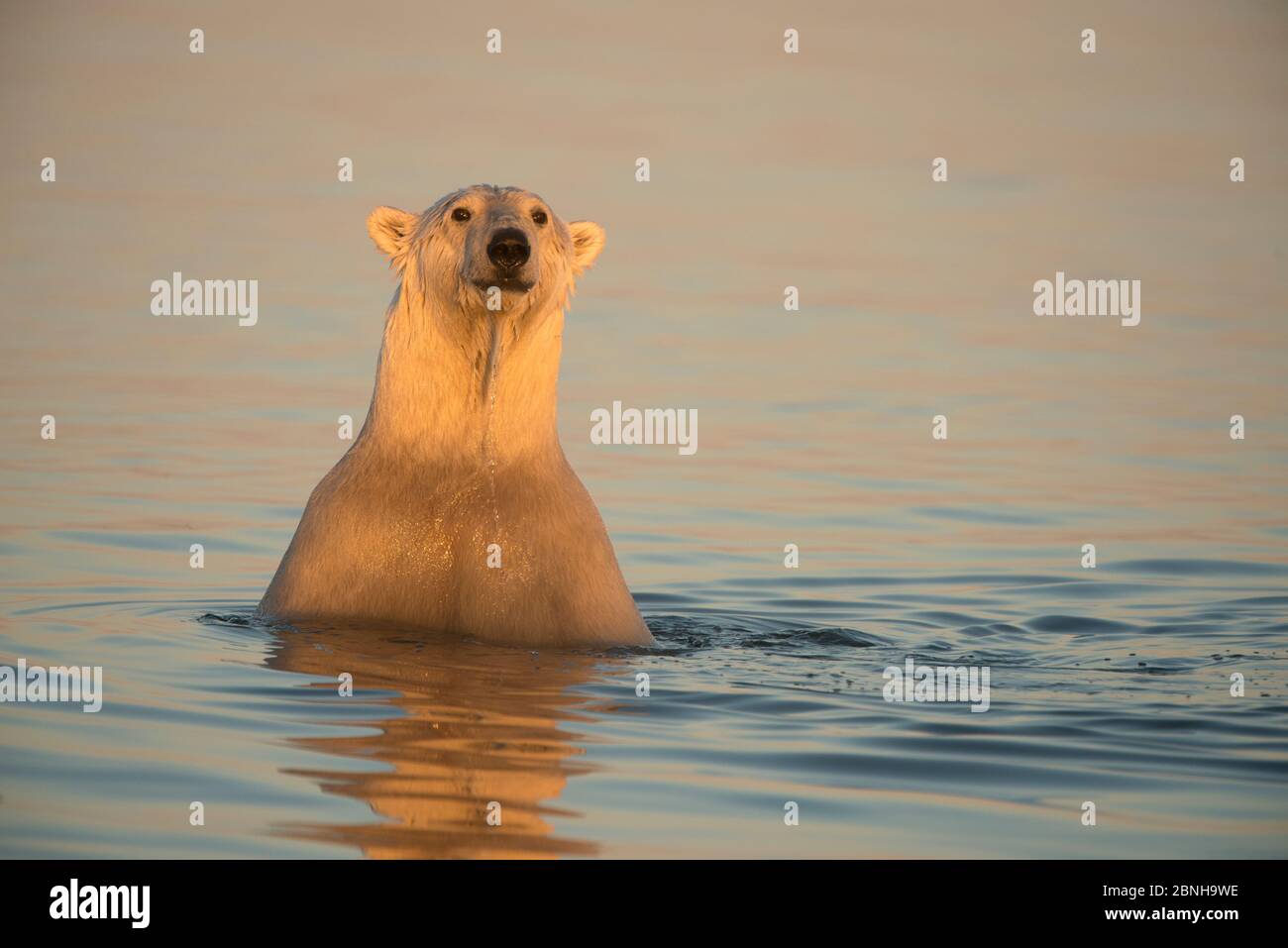 Giovane orso polare maschio (Ursus maritimus) che sbirca dall'acqua mentre nuotano, Mare di Beaufort, al largo della zona costiera 1002 della fauna selvatica artica R Foto Stock