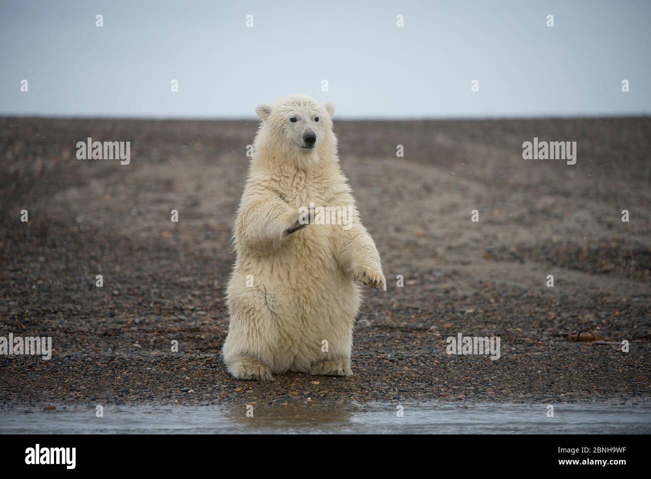 Orso polare (Ursus maritimus) primavera cub seduto in posizione eretta sulle zampe posteriori bilanciamento, Bernard allo spiedo, 1002 Area, Arctic National Wildlife Refuge, versante nord, Foto Stock