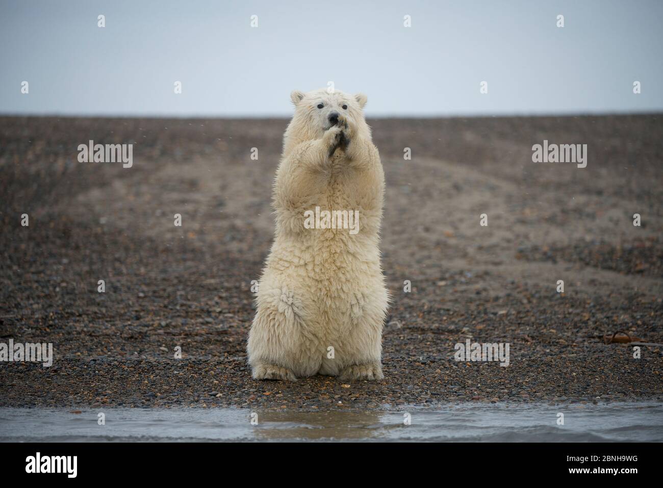 Orso polare (Ursus maritimus) primavera cub seduto in posizione eretta sulle zampe posteriori bilanciamento, Bernard allo spiedo, 1002 Area, Arctic National Wildlife Refuge, versante nord, Foto Stock