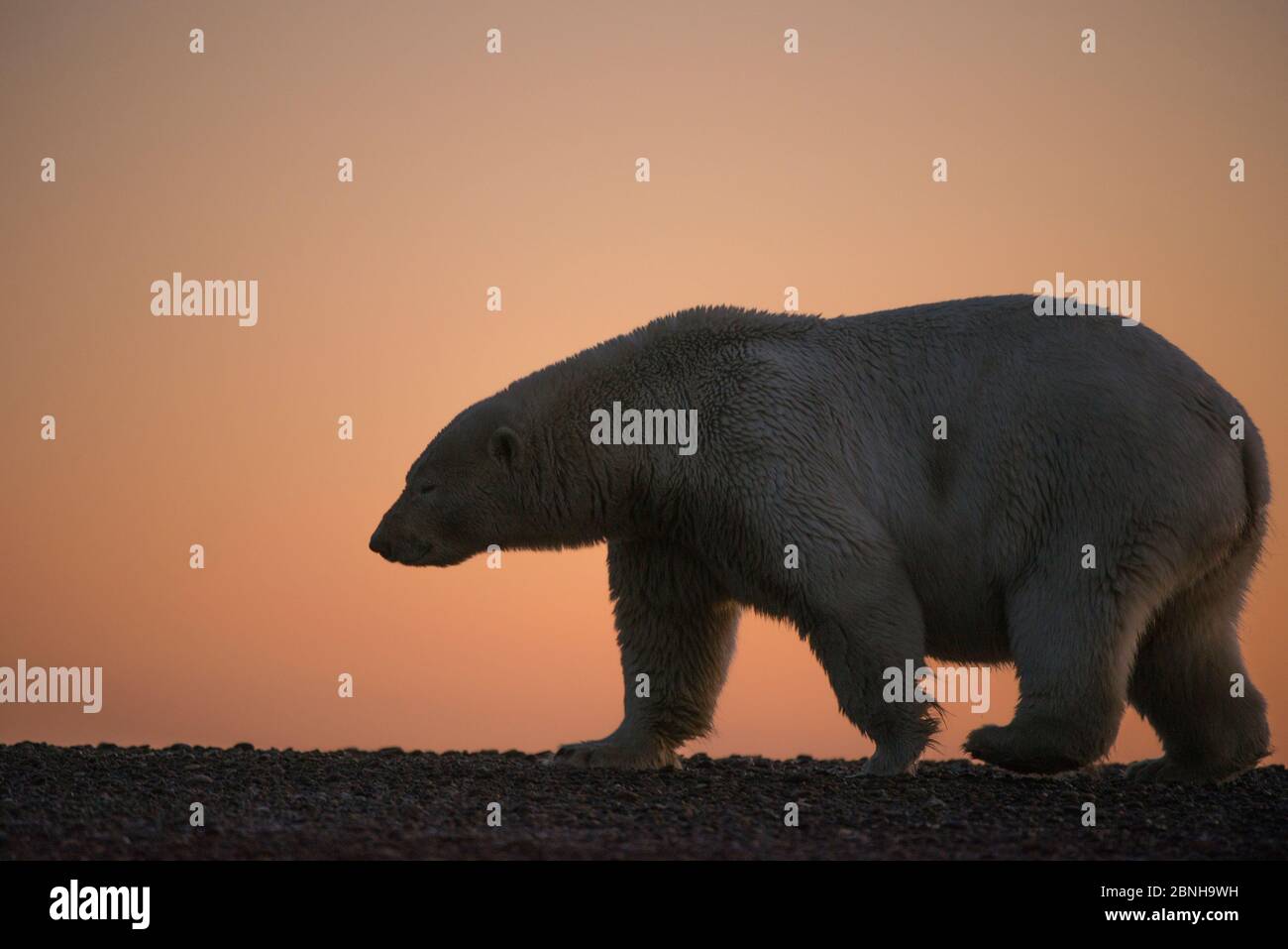 Orso polare (Ursus maritimus) a piedi, silhouetted al tramonto, Bernard Spit, al largo della 1002 Area, Arctic National Wildlife Refuge, North Slope, Alaska, Stati Uniti Foto Stock