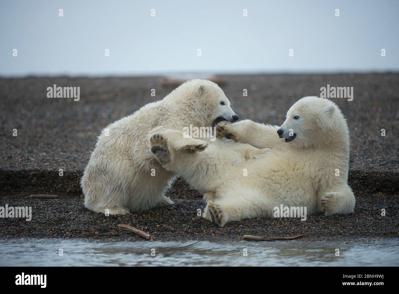 Due cuccioli di orso polare (Ursus maritimus) giocano combattendo, Bernard Spit, 1002 Area, Arctic National Wildlife Refuge, North Slope, Alaska, USA, ottobre. Vuln Foto Stock