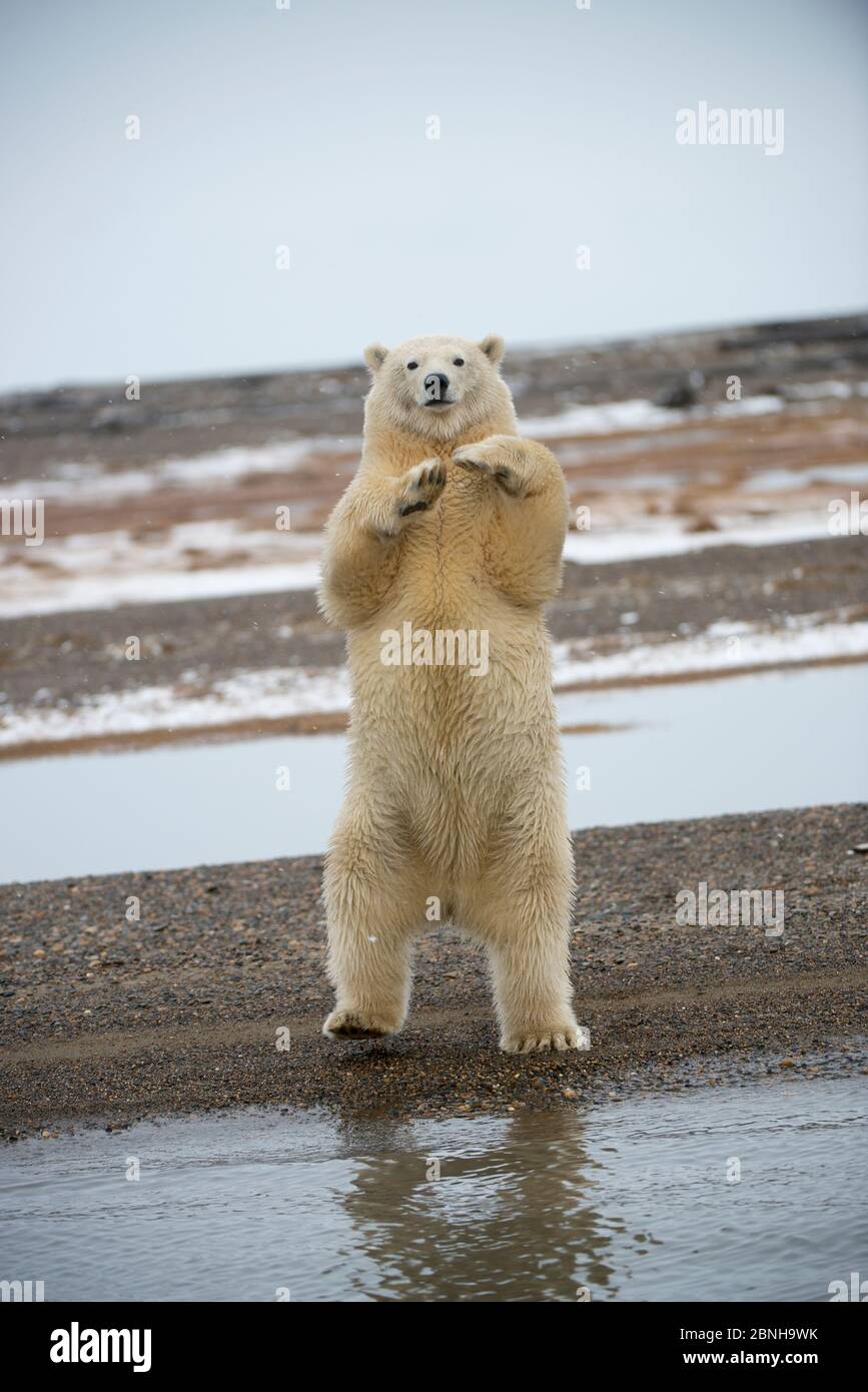 Giovane orso polare (Ursus maritimus) in piedi sulle zampe posteriori, Bernard allo spiedo, 1002 Area, Arctic National Wildlife Refuge, versante Nord, Alaska, STATI UNITI D'AMERICA, Ottobre. Foto Stock