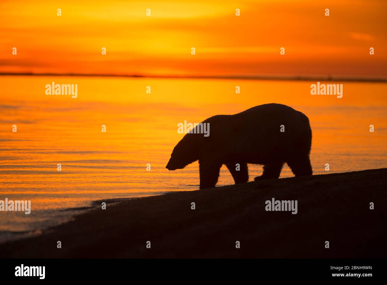Orso polare (Ursus maritimus) silhouette al bordo dell'acqua al tramonto, Bernard Spit, al largo della zona 1002, Arctic National Wildlife Refuge, North Slope, Ala Foto Stock