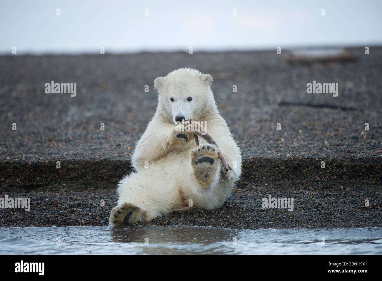 Orso polare (Ursus maritimus) cucciolo giocando con bastone al bordo dell'acqua, Bernard Spit, 1002 Area, Arctic National Wildlife Refuge, North Slope, Alaska, Stati Uniti Foto Stock