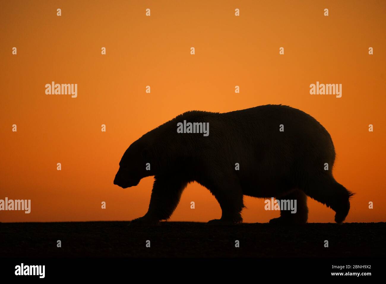 Orso polare (Ursus maritimus) a piedi, silhouetted al tramonto, Bernard Spit, al largo della 1002 Area, Arctic National Wildlife Refuge, North Slope, Alaska, Stati Uniti Foto Stock