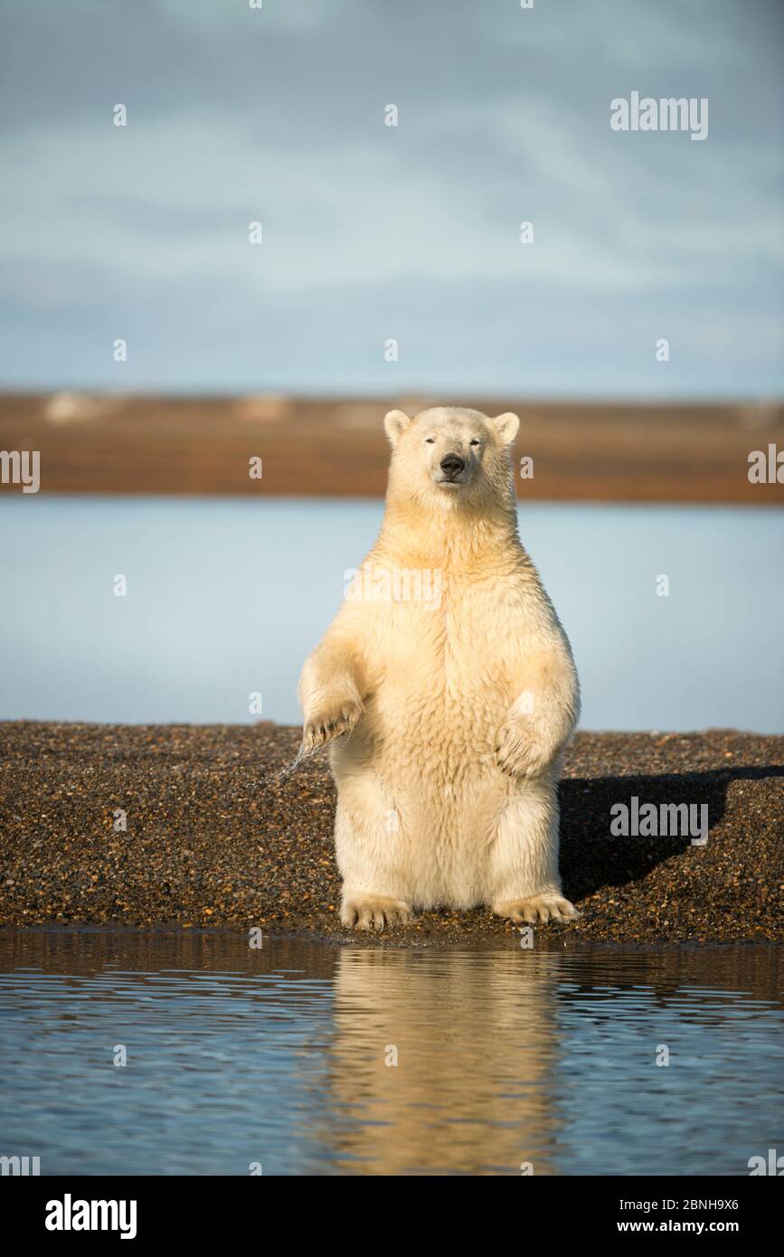 Orso polare (Ursus maritimus) cucciolo di primavera seduto in piedi, Bernard Spit, 1002 Area, Arctic National Wildlife Refuge, North Slope, Alaska, USA, settembre Foto Stock