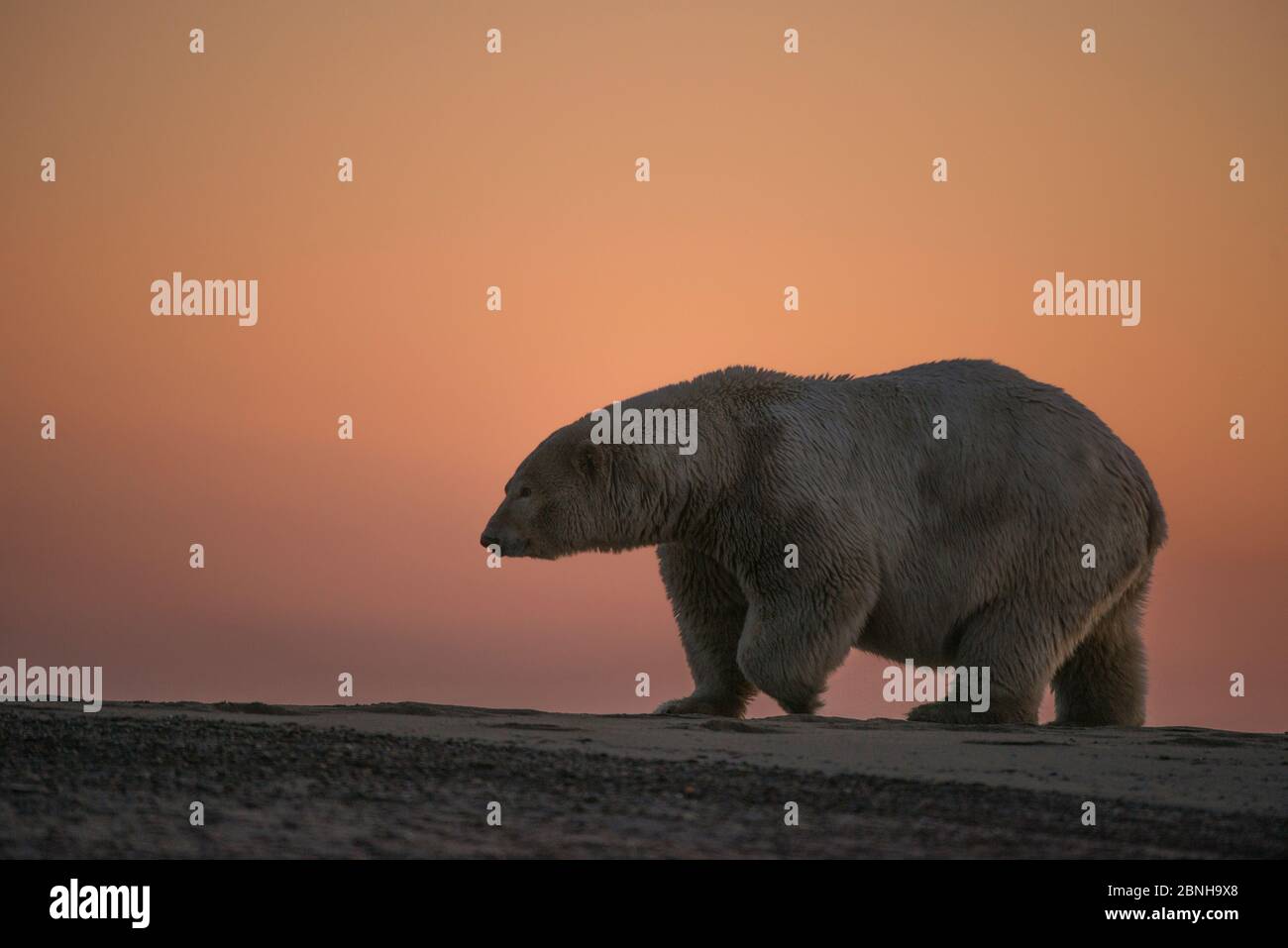 Orso polare (Ursus maritimus) a piedi al tramonto, Bernard Spit, fuori della zona 1002, Arctic National Wildlife Refuge, North Slope, Alaska, USA, settembre. Foto Stock