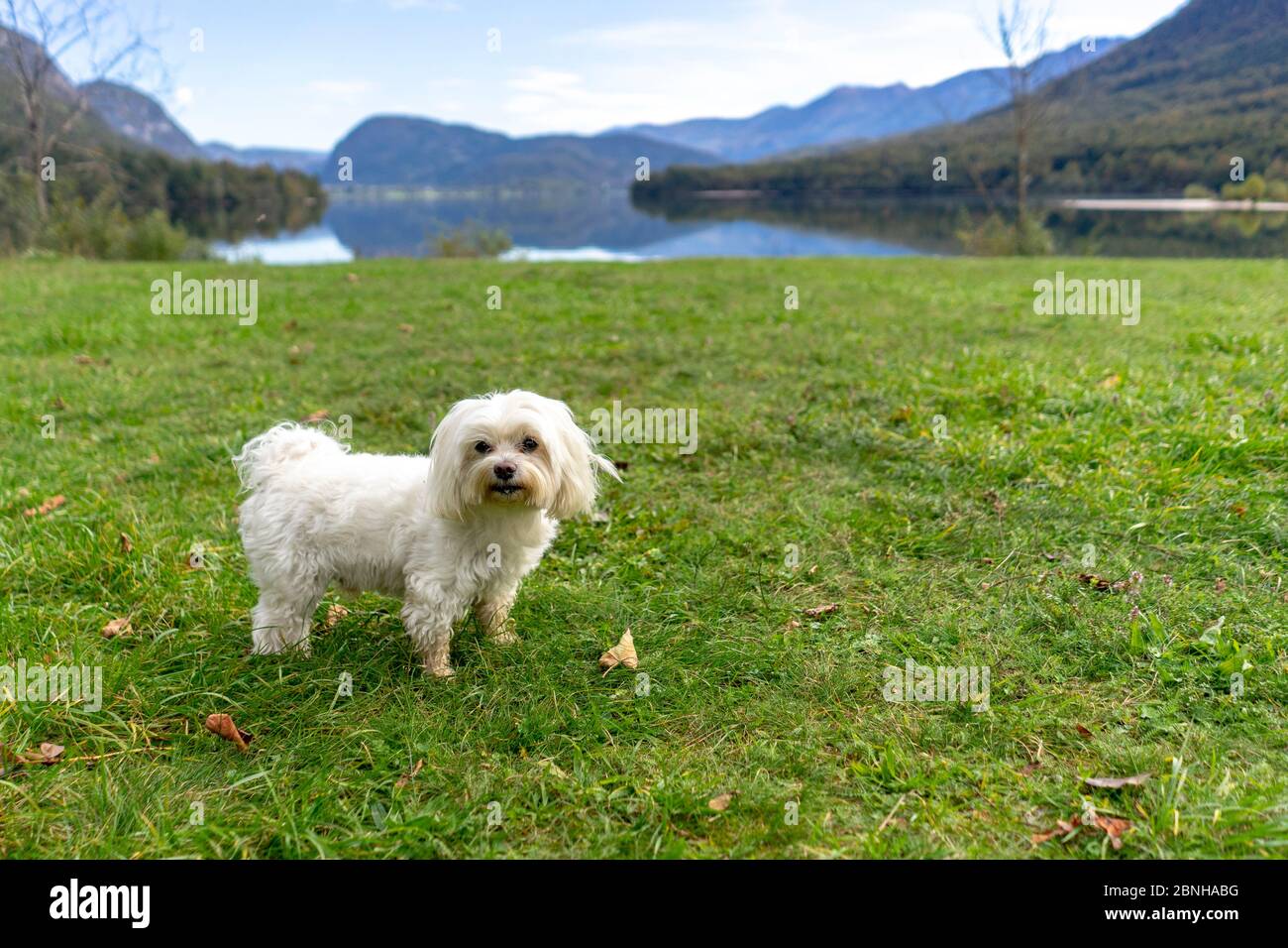 Carino cane maltese, razza pura, giocare all'aperto Foto Stock