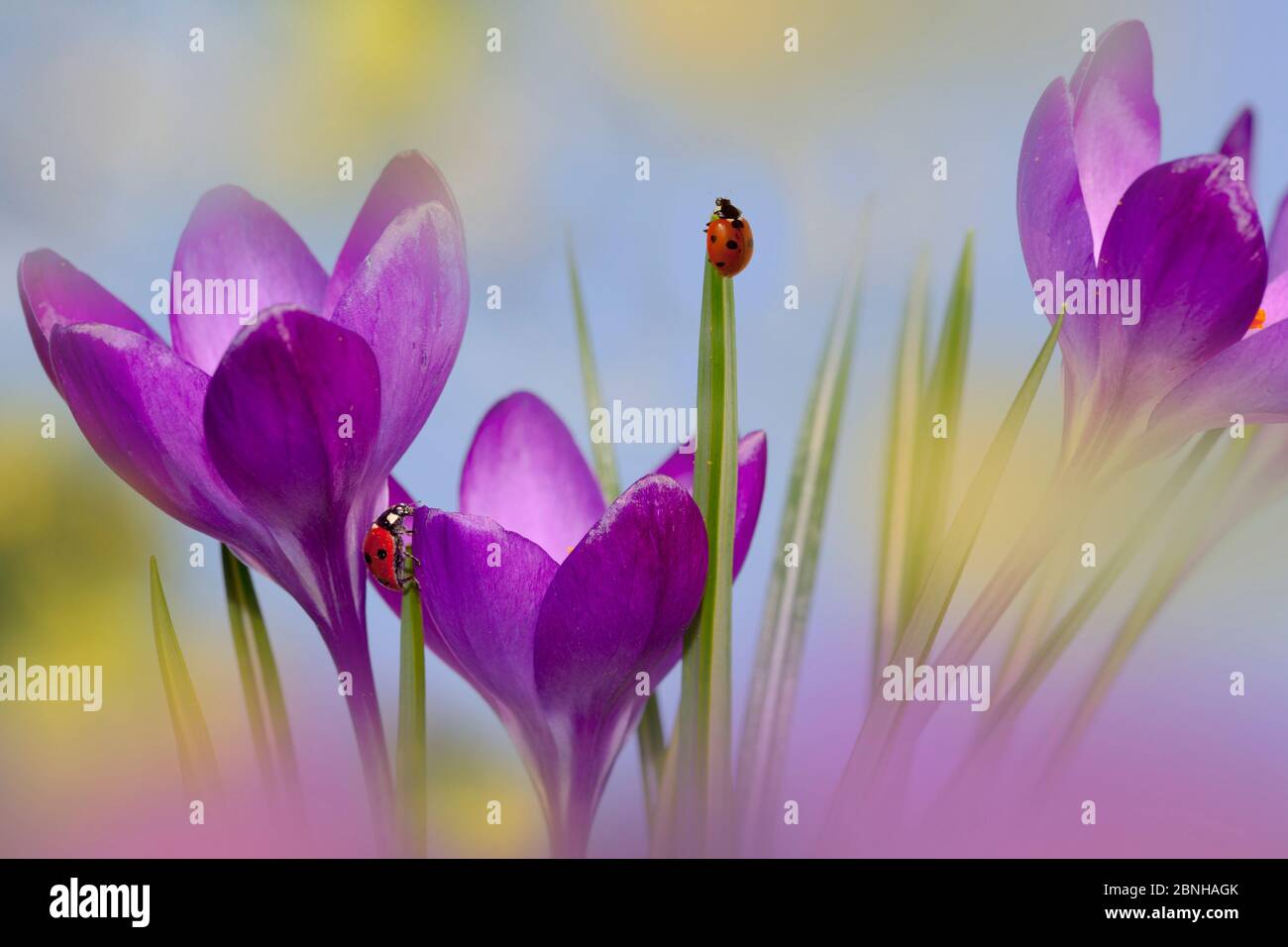 Crocus primaverile (Crocus sp) con sette macchie ladybird (Coccinella 7-punctata) Norfolk, Inghilterra, Regno Unito, marzo. Foto Stock