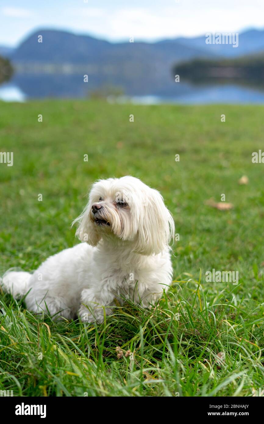 Carino cane maltese, razza pura, giocare all'aperto Foto Stock