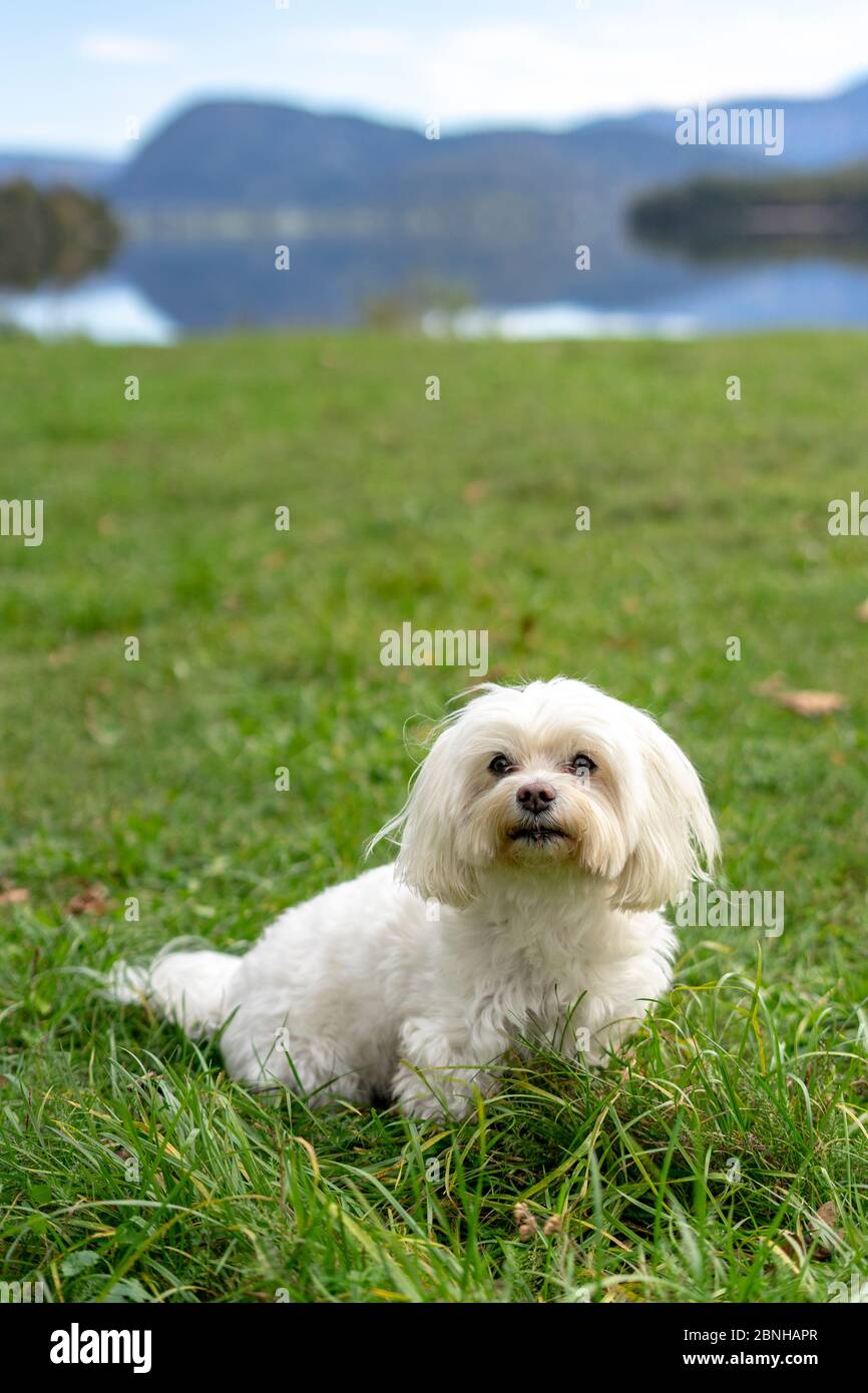 Carino cane maltese, razza pura, giocare all'aperto Foto Stock