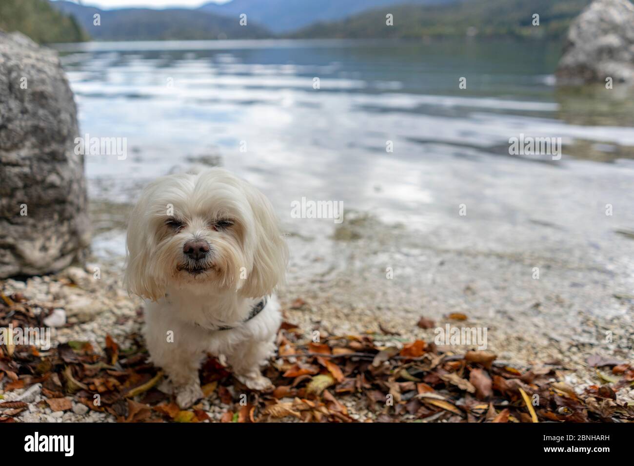 Carino cane maltese, razza pura, giocare all'aperto Foto Stock