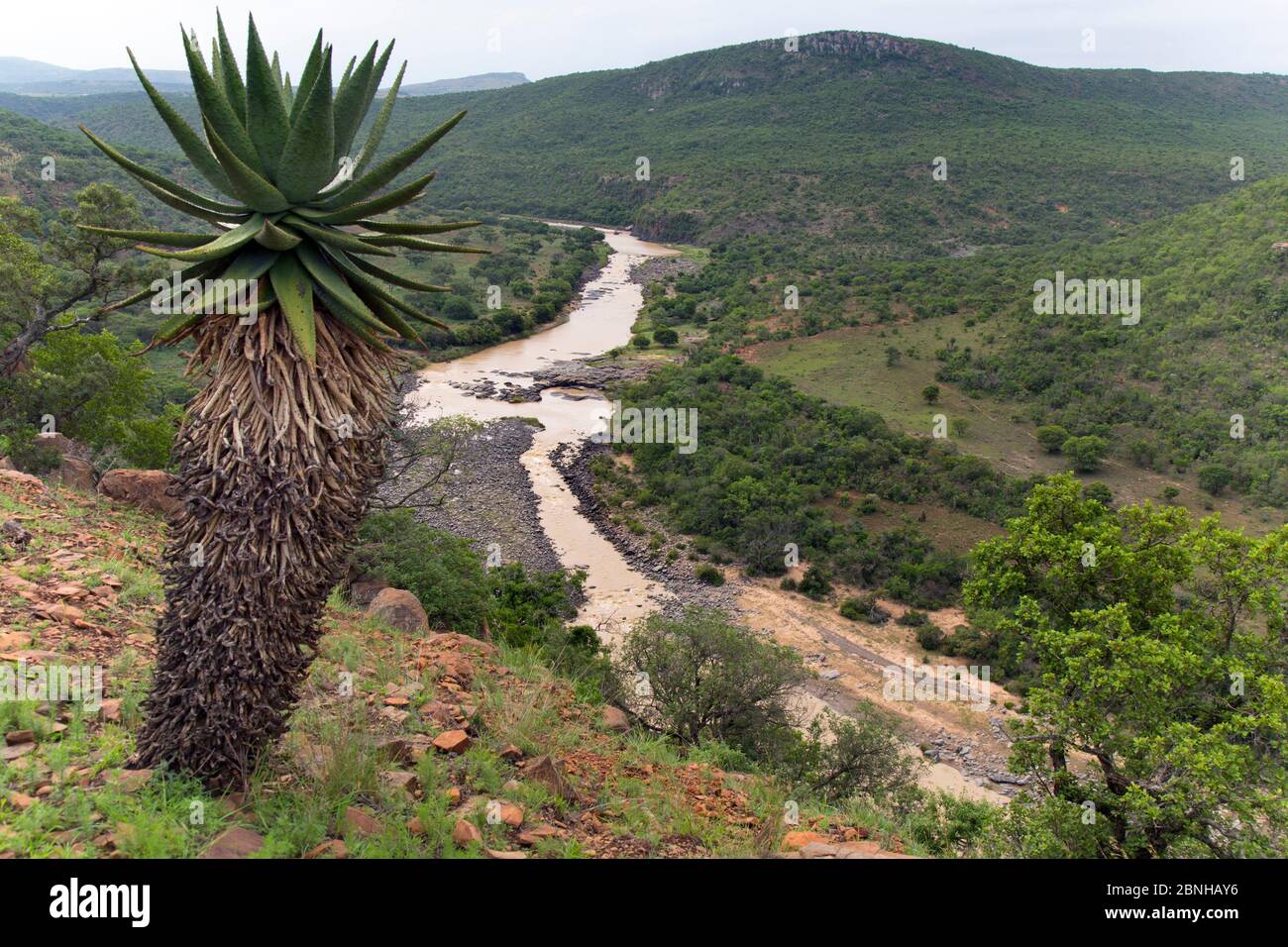 Mountain aloe (Aloe marlothii) e paesaggio, Fugatives deriva, KwaZulu-Natal, Sud Africa/ Foto Stock