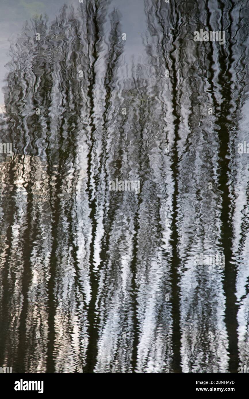 Alberi di pioppo della Lombardia (Populus nigra italica) riflessi nel fiume, Inghilterra, UK, febbraio. Foto Stock