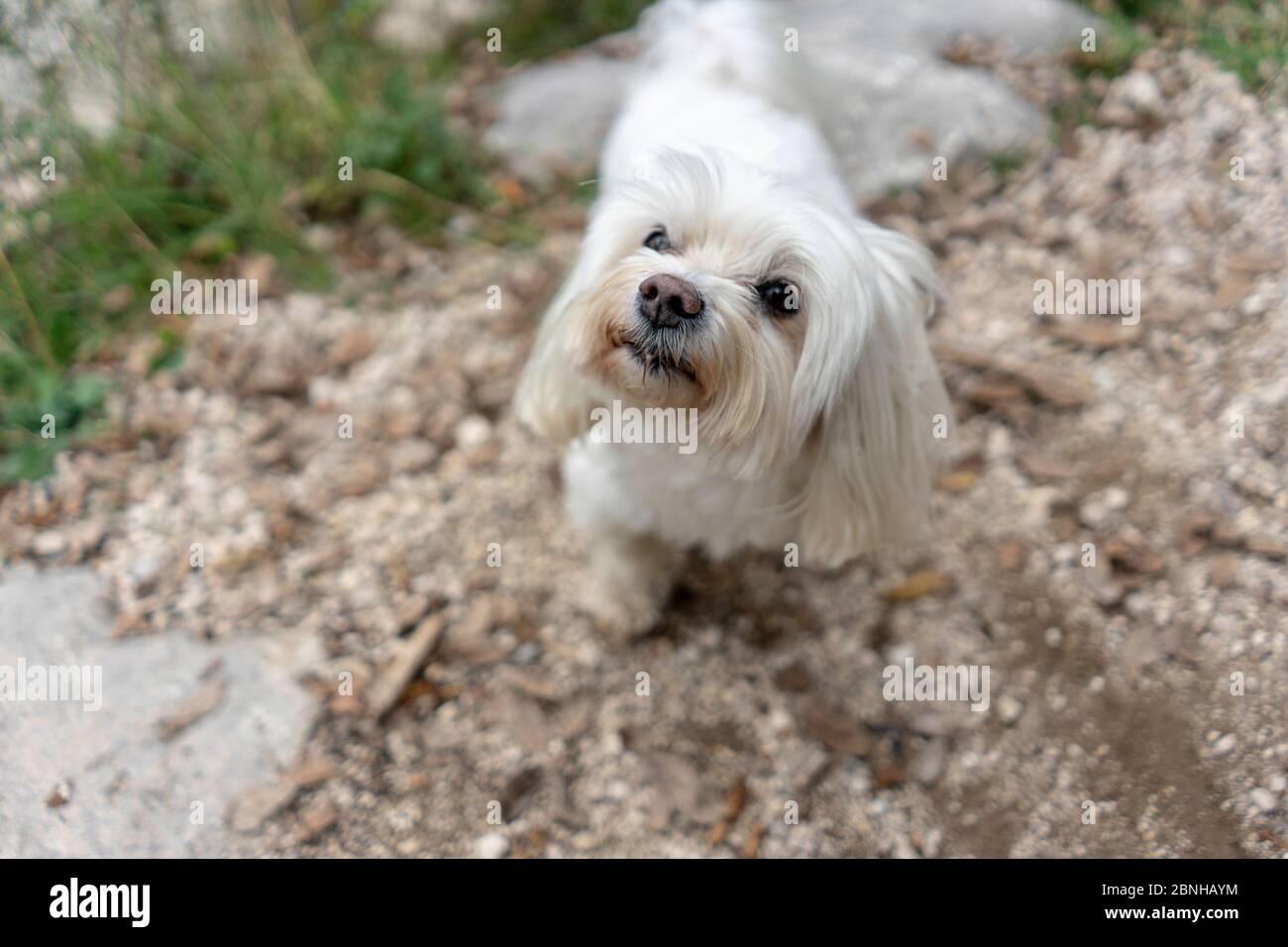 Carino cane maltese, razza pura, giocare all'aperto Foto Stock