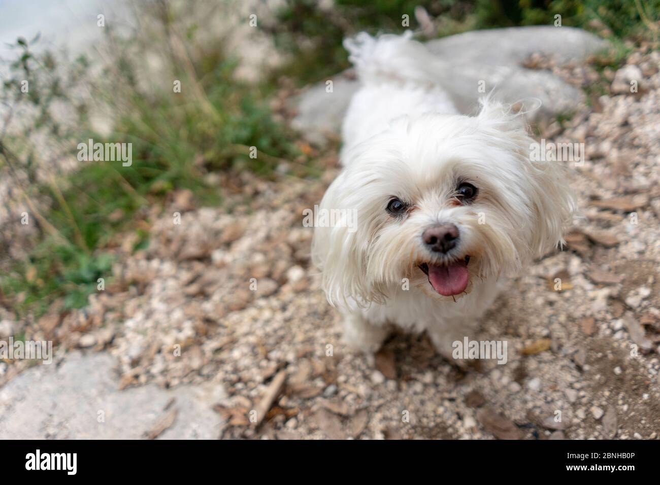 Carino cane maltese, razza pura, giocare all'aperto Foto Stock