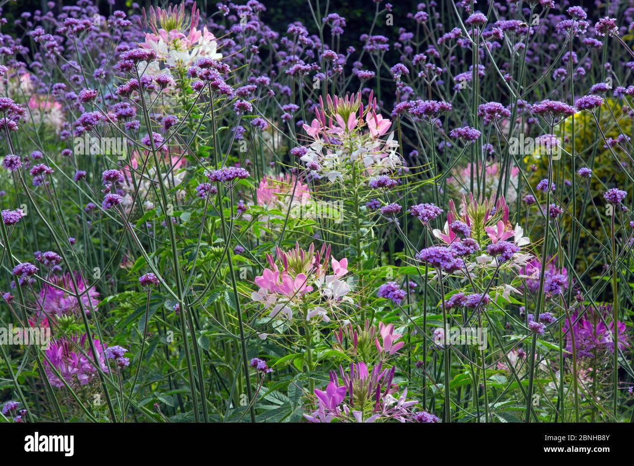 Fiori ragno (Cleome hassleriana) e vervain sudamericano (Verbena bonariensis) coltivato piante che crescono in giardino, Norfolk, Inghilterra, UK, Asu Foto Stock