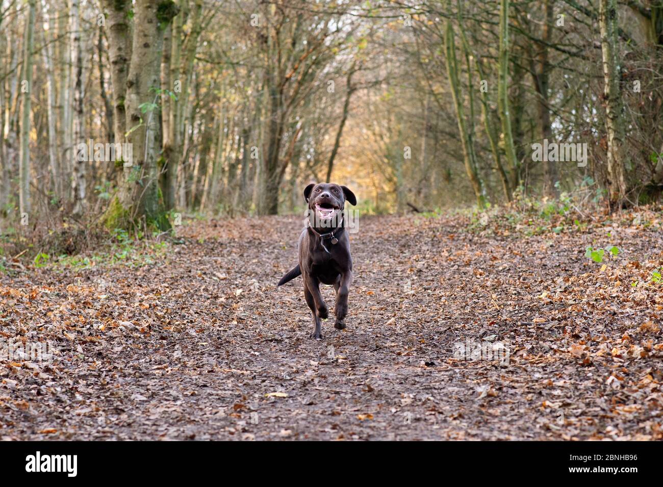 Cane che corre nei boschi in Galles in autunno Foto Stock