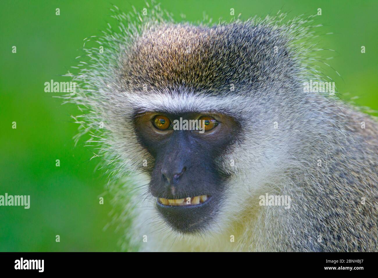 Scimmia Vervet (Chlorocobus pyyyygerthrus) Natal, Sudafrica. Foto Stock