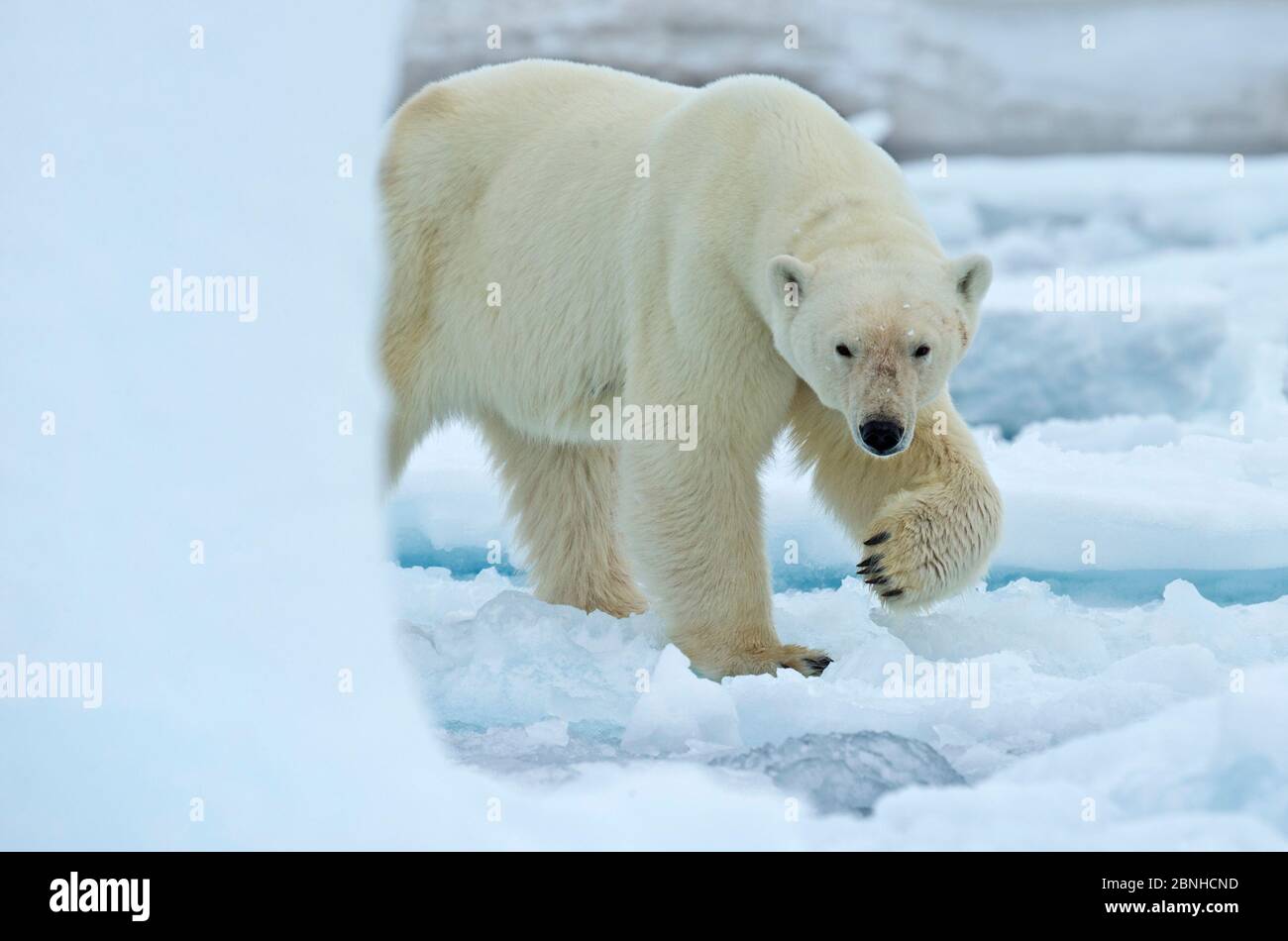 Orso polare (Ursus maritimus) che cammina su ghiaccio di mare. Svalbard, Norvegia. Luglio. Foto Stock