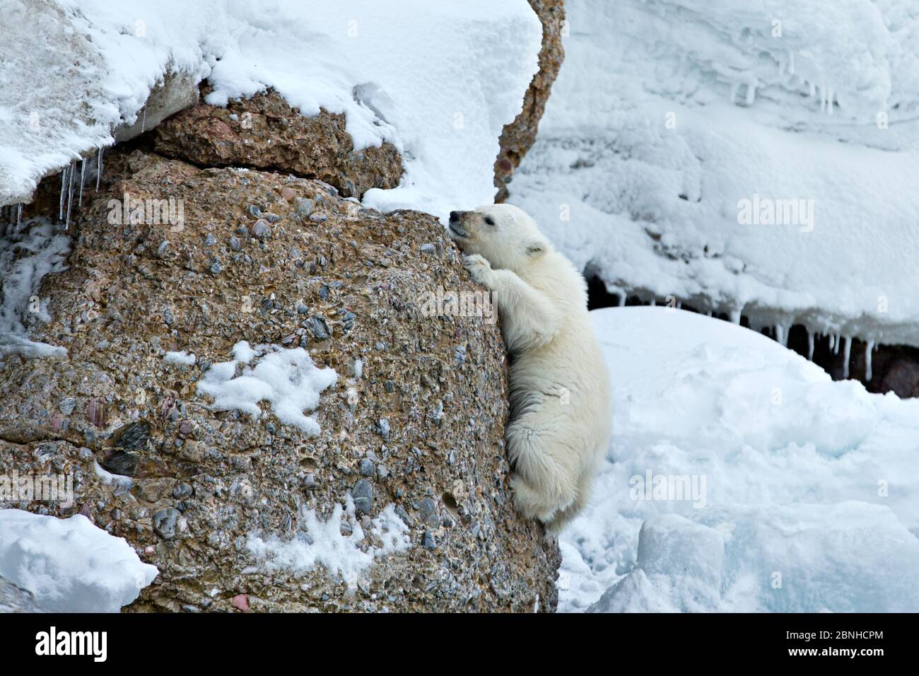 Orso polare (Ursus maritimus) cub che lotta per salire rocce.Svalbard, Norvegia. Luglio. Foto Stock