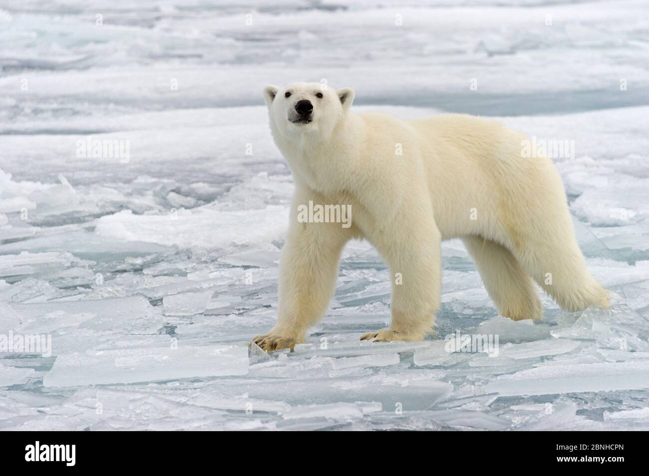 Orso polare (Ursus maritimus) su pacco di ghiaccio, Svalbard, Norvegia. Artico. Settembre. Foto Stock