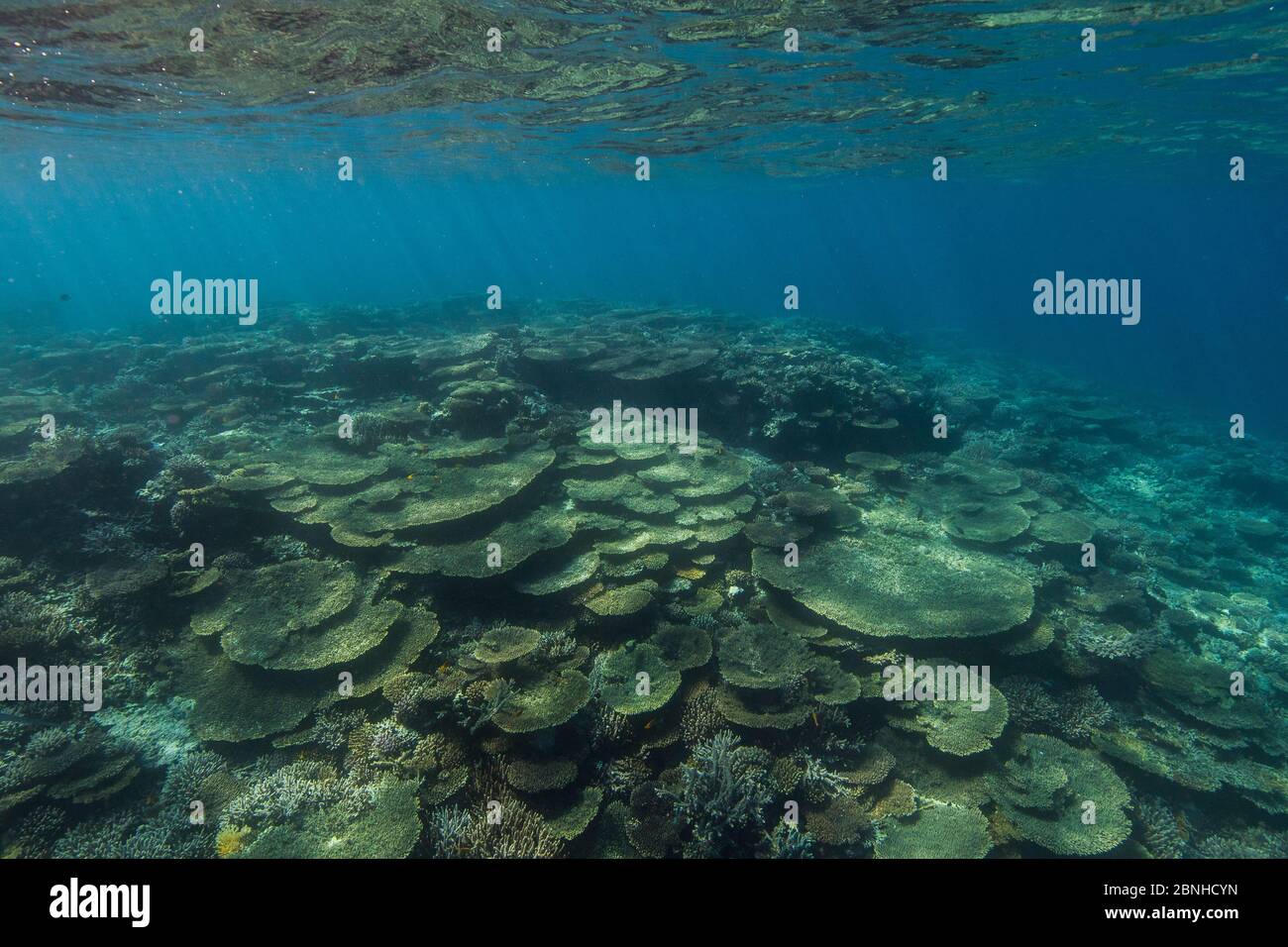 Coralli da tavolo duri (Acropora) a Dolphin House Reef, Mare Rosso del Nord, Febbraio 2016 Foto Stock