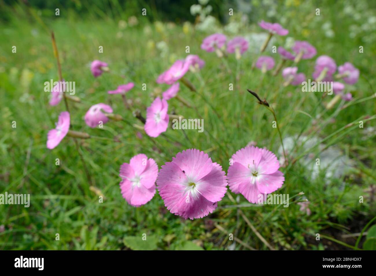 Rosa roccia / rosa legno (Dianthus sylvestris) fioritura in praterie alpine, catena montuosa di Zelengora, Parco Nazionale Sutjeska, Bosnia Erzegovina, J. Foto Stock