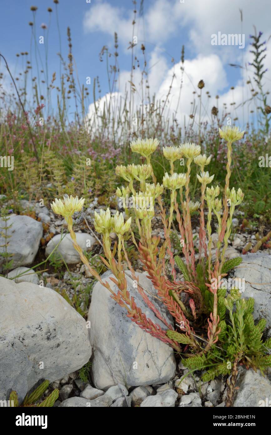 Scalpello europeo (Sedum ocroleuco) che fiorisce tra massi calcarei sull'altopiano di Piva, vicino a Trsa, Montenegro, luglio. Foto Stock