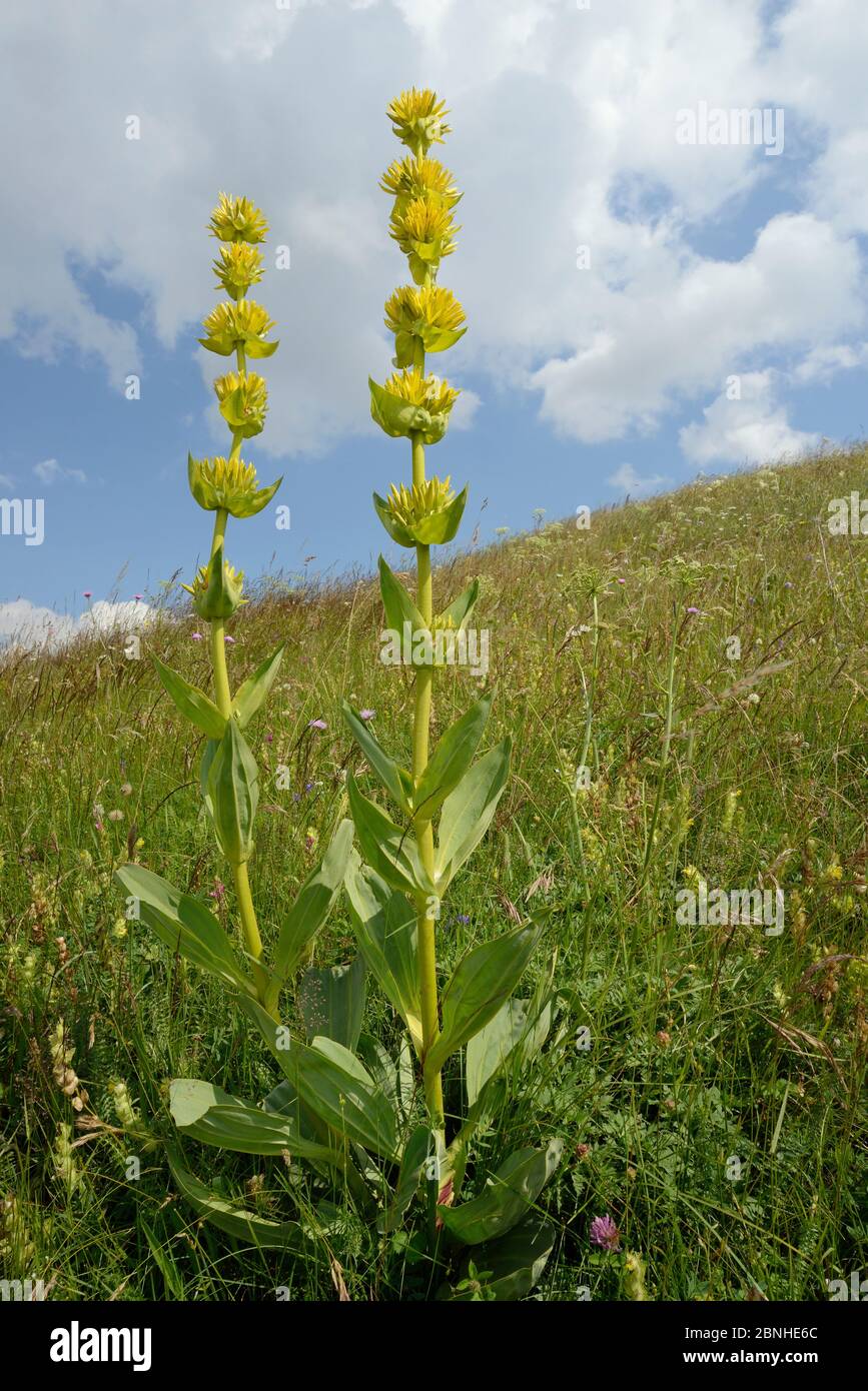 Grande giallo (genziana lutea Gentiana ssp. symphyandra) fioritura picchi sull altopiano di Piva, vicino Trsa, Montenegro, Luglio. Foto Stock
