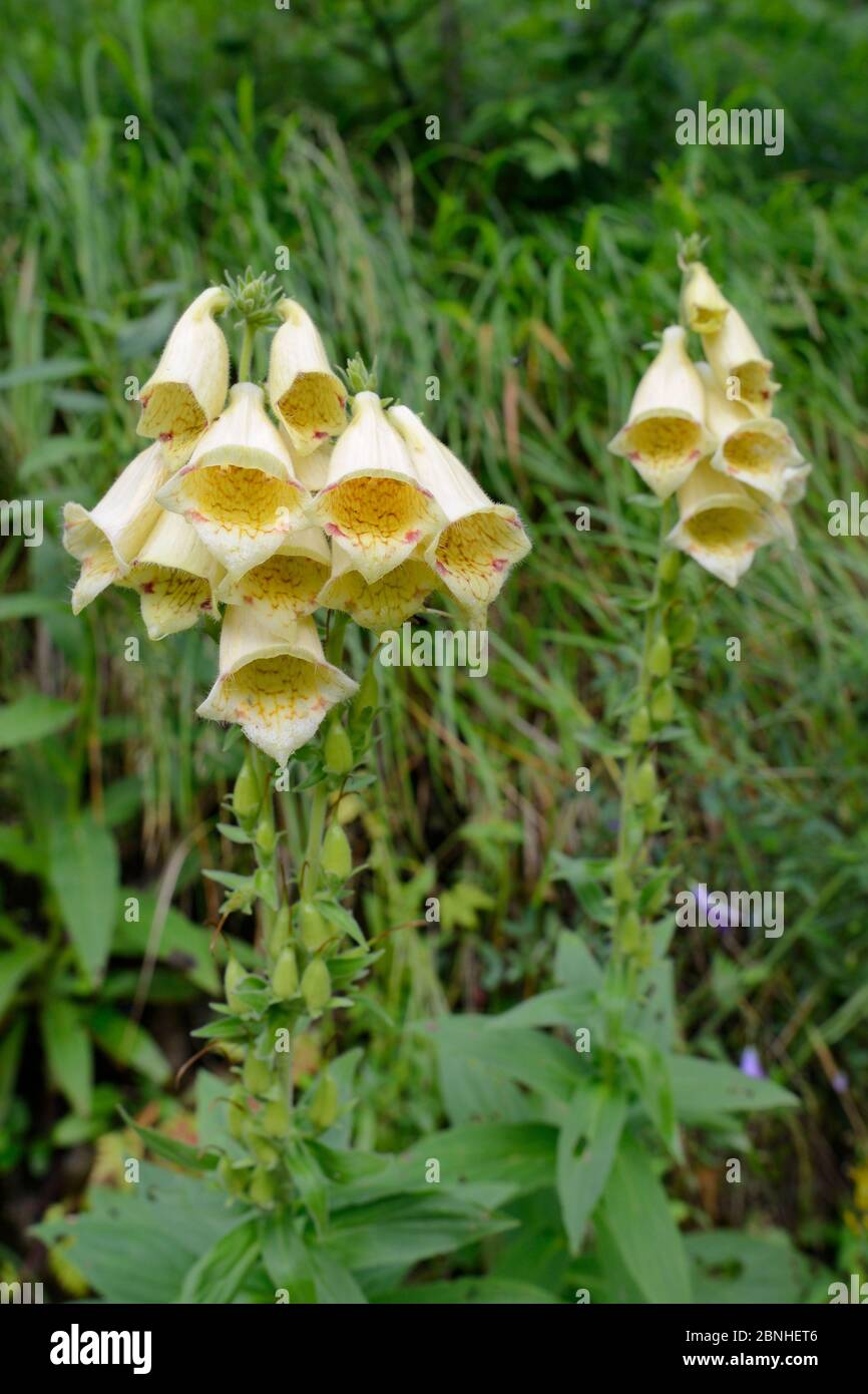 Grande guanto di volanto giallo (Digitalis grandiflora) fiorito nella foresta montana, Parco Nazionale Sutjeska, Bosnia Erzegovina, luglio. Foto Stock