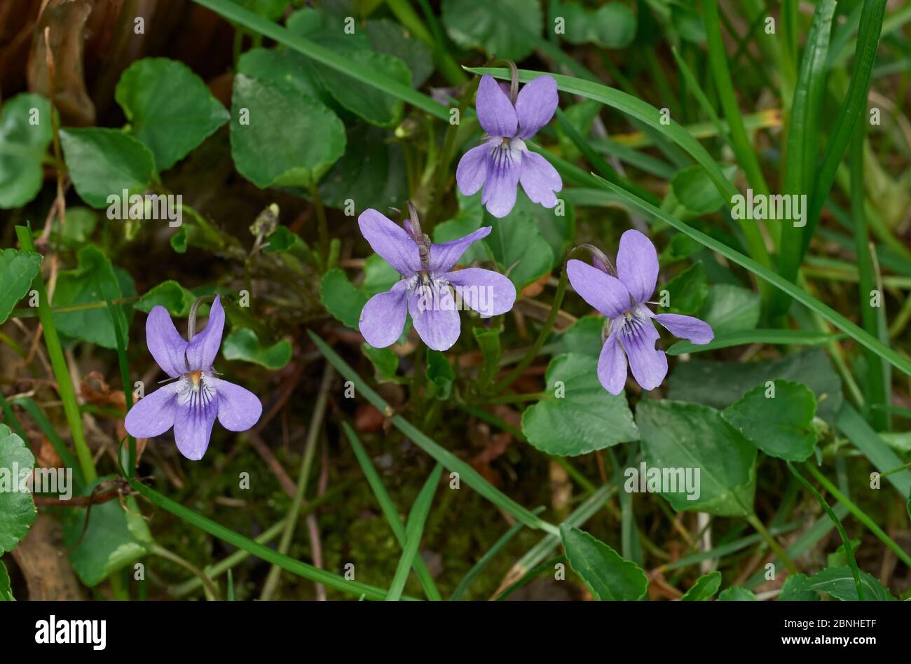 Violette (Viola riviniana) Sussex, UK Foto Stock