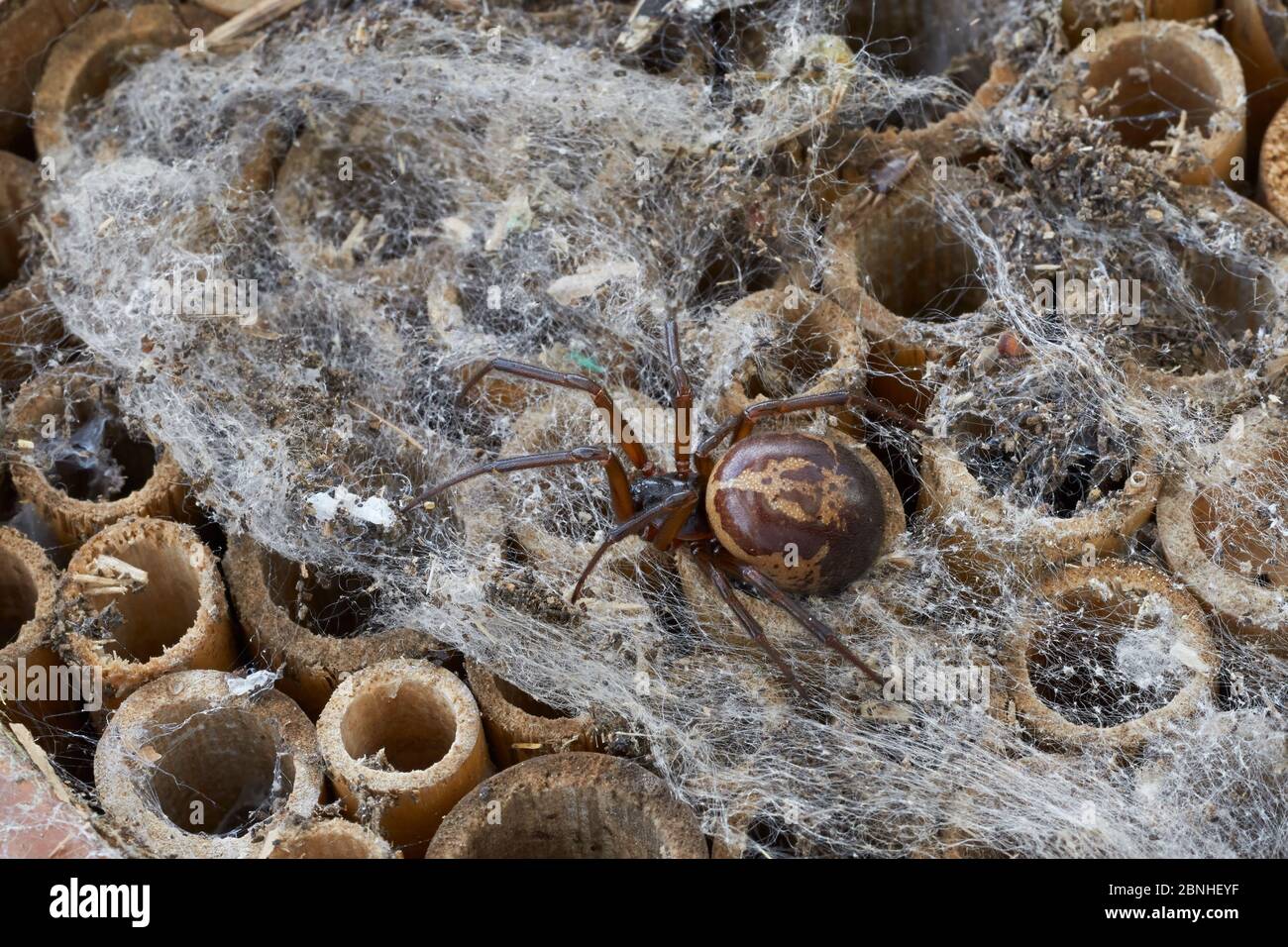 Falso ragno vedova nero (Steatoda nobilis) il ragno più velenoso trovato in Gran Bretagna - importato nel paese, probabilmente da Isole Canarie, Sussex Foto Stock