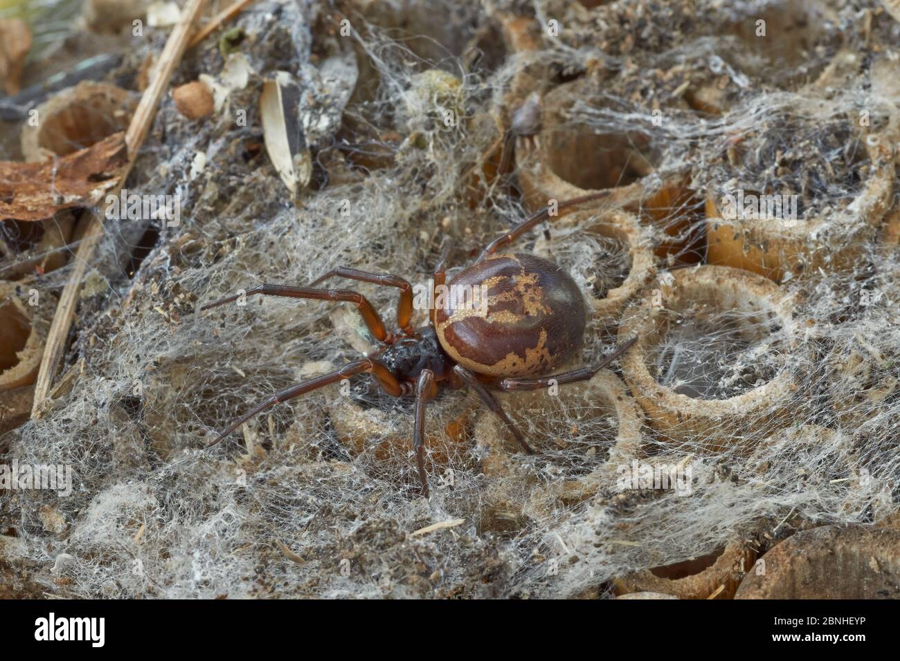 Falso ragno vedova nero (Steatoda nobilis) il ragno più velenoso trovato in Gran Bretagna - importato nel paese, probabilmente da Isole Canarie, Sussex Foto Stock