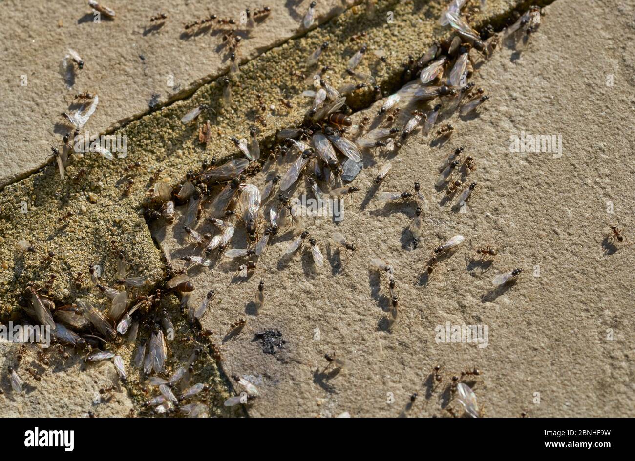 Le formiche da giardino nero (Lasius niger) si scaldano con formiche alate maschili e femminili che lasciano il nido, Sussex, UK Foto Stock