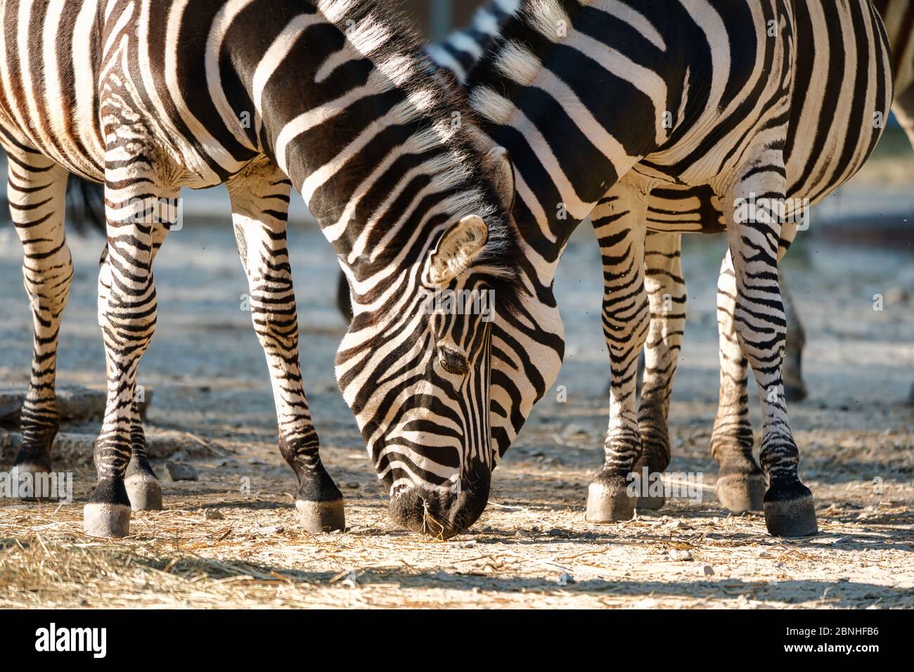 Prima piano di zebre delle pianure che si nutrono insieme su terreno asciutto, mostrando i loro audaci motivi a strisce. Foto Stock