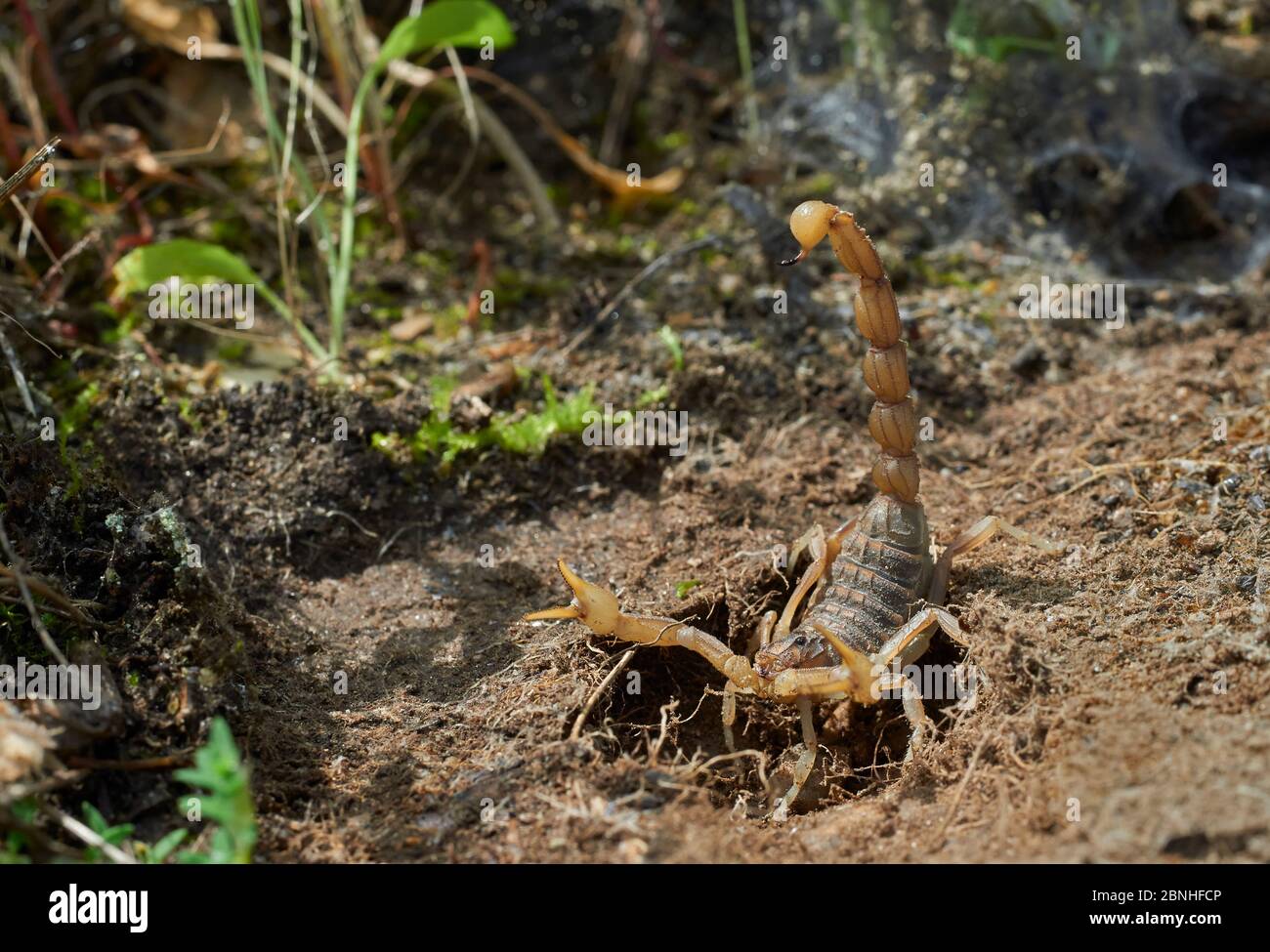 Scorpion (Buthus occitanus) in posizione difensiva all'ingresso della scavatura sotto pietra, Exremadura, Spagna Foto Stock