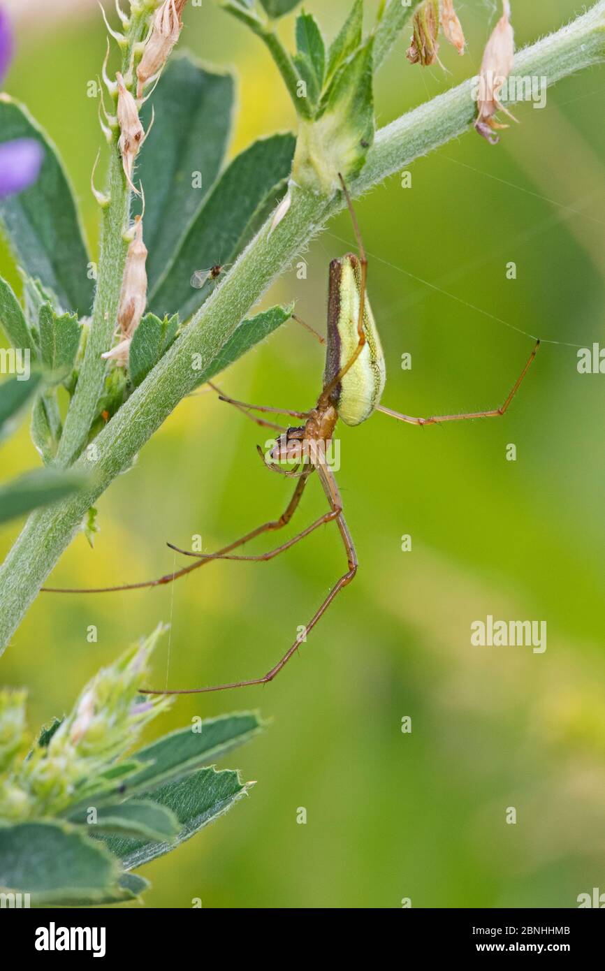 Stretch Spider (Tetragnatha extensa) Parco Naturale Sutcliffe, Eltham, Londra, Regno Unito. Giugno. Foto Stock