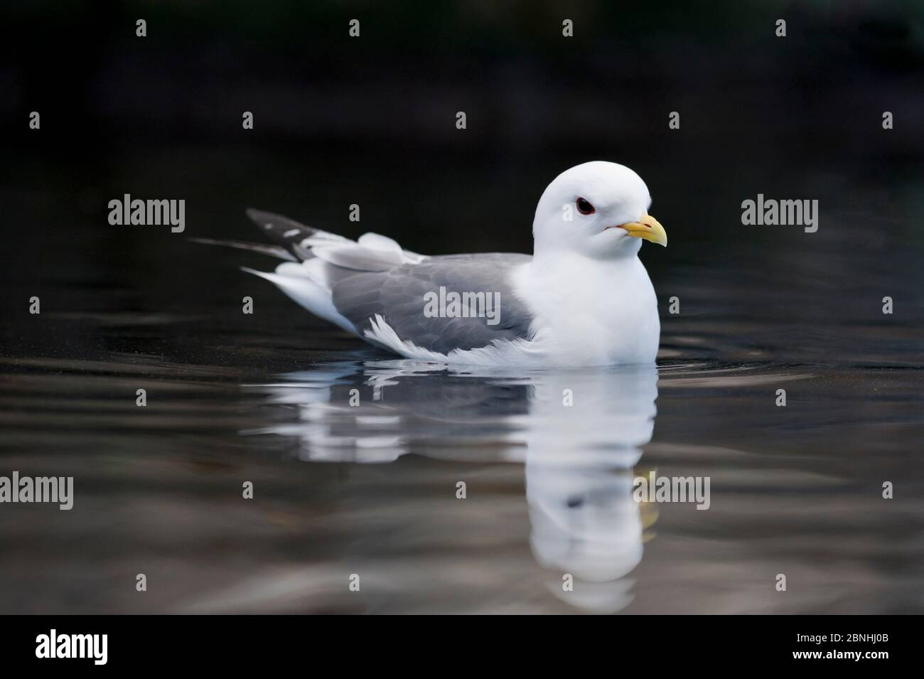 Kittiwake (Rissa brevirostris) a zampe rosse sul mare. Alaska, Stati Uniti. Giugno. Foto Stock