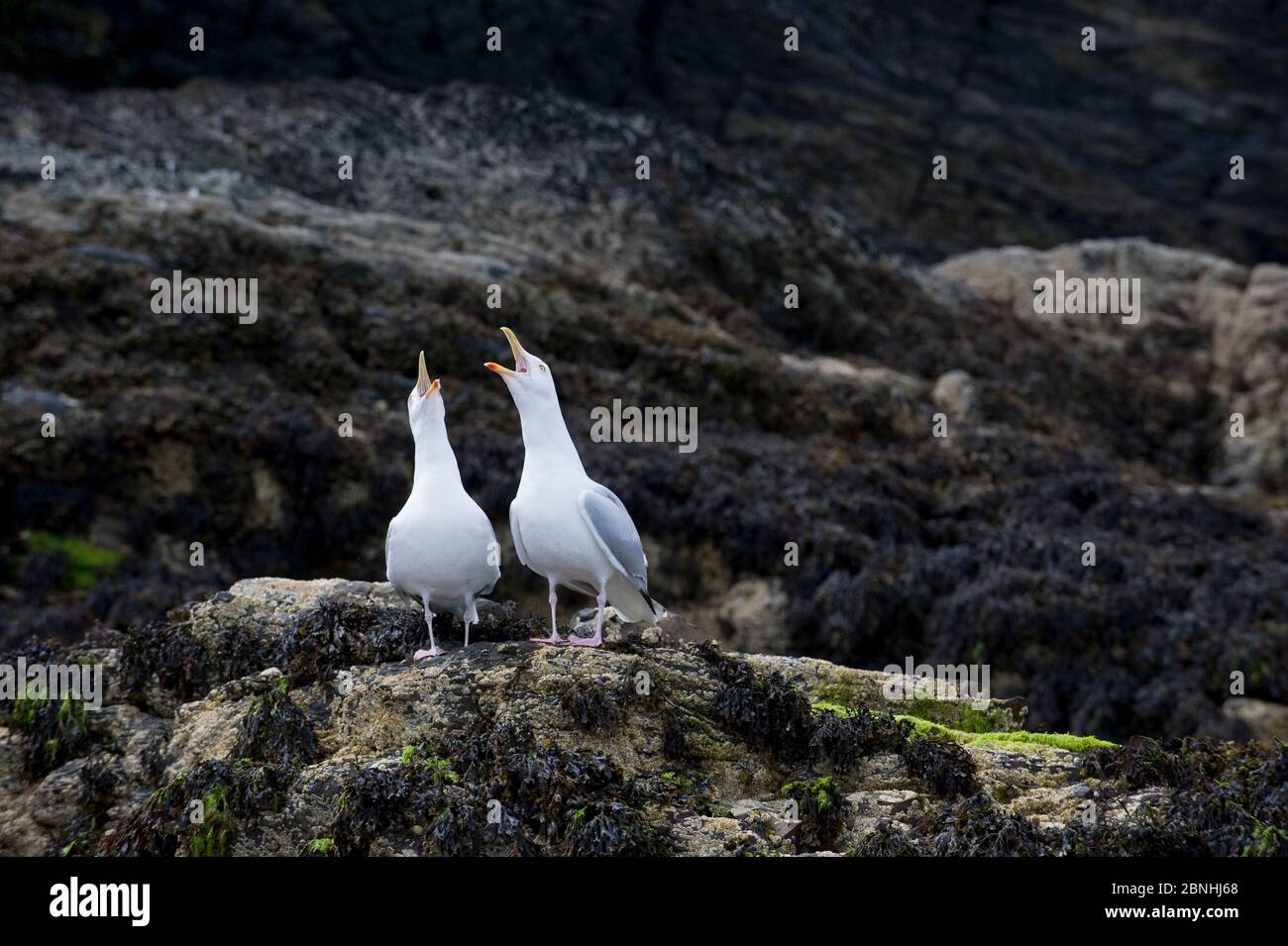 Gabbiani di aringa (Larus argentatus) che si affacciano su una scogliera di mare. Cardigan Bay, Galles. Luglio. Foto Stock