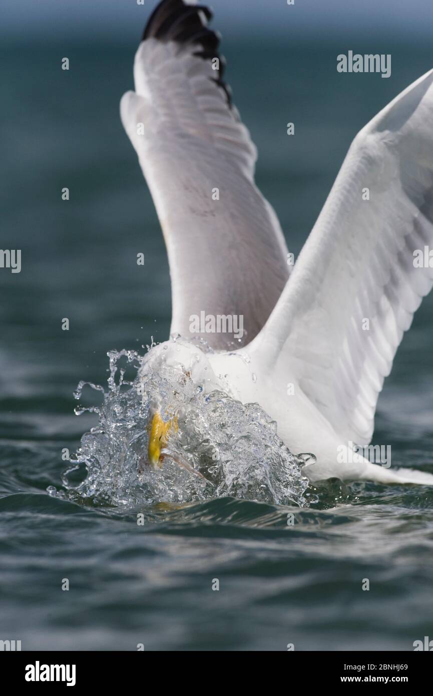 Aringa Gull (Larus argentatus) che si nutra su sandeel. Anglesey, Galles. Luglio. Foto Stock