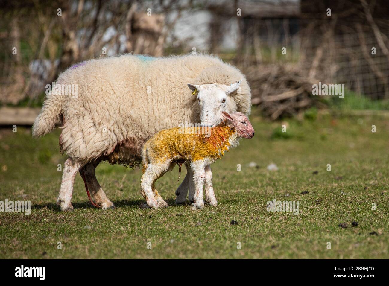 Una pecora con il suo nuovo agnello primaverile nato in un campo, pochi istanti dopo la nascita Foto Stock
