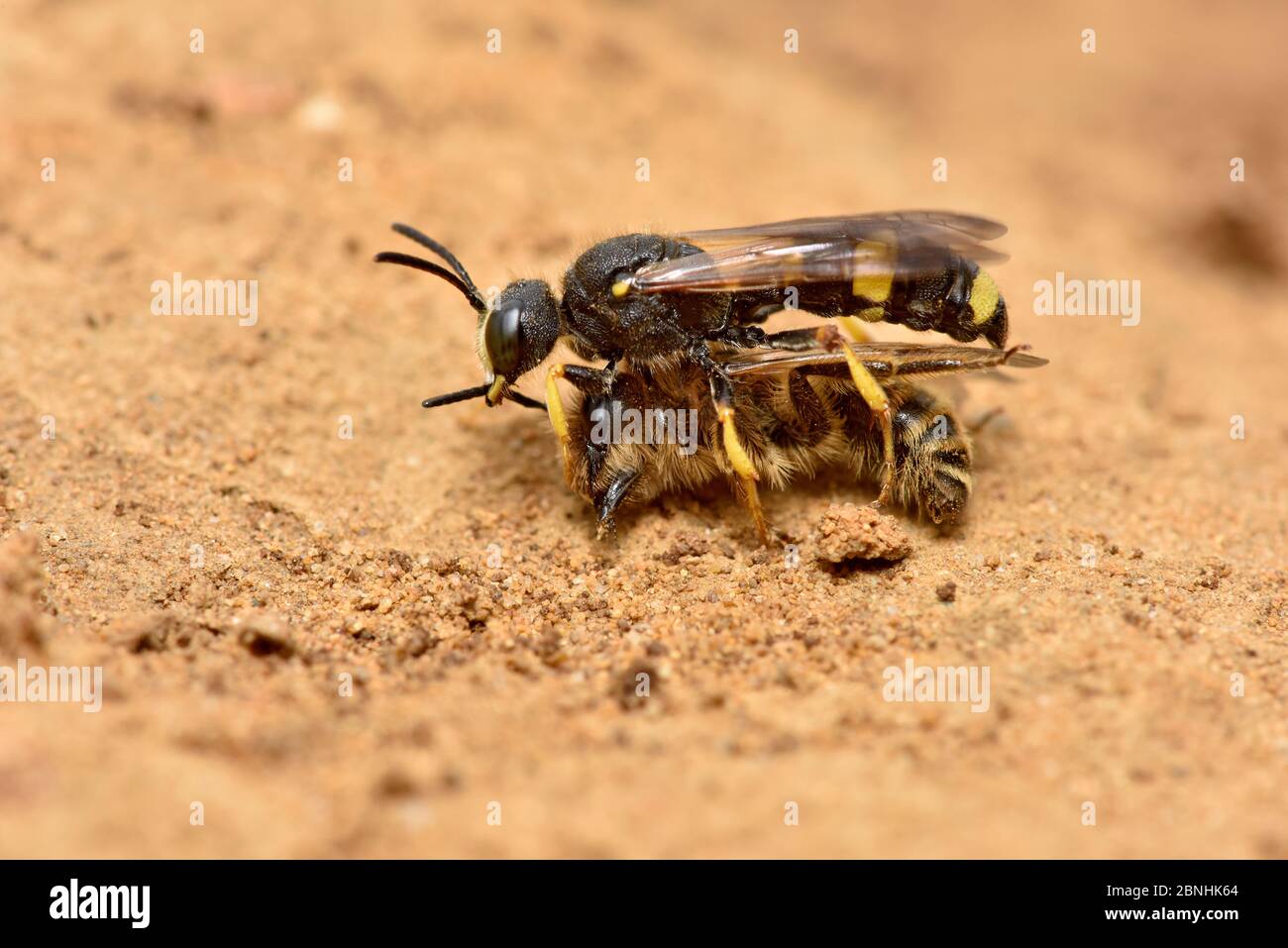 Digger Wasp (Cerceris rybyensis) che porta l'ape paralizzata da miniera (Andrena flavipes) di nuovo al burrow dove la vittima sarà mangiata dalle larve di vespa, su Foto Stock