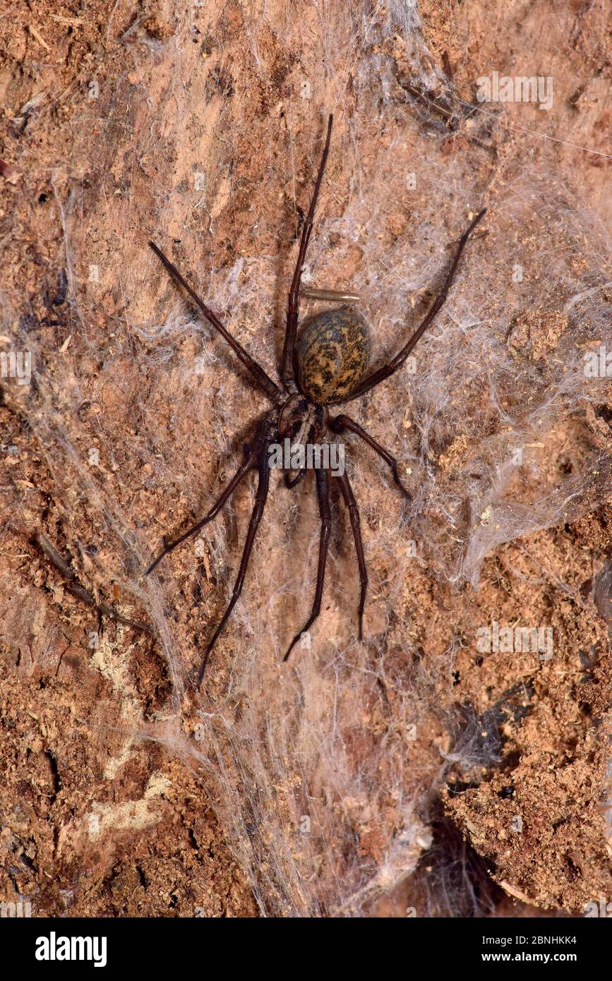 Spider (Tegenaria gigantea) Surrey, Inghilterra, Regno Unito, luglio Foto Stock