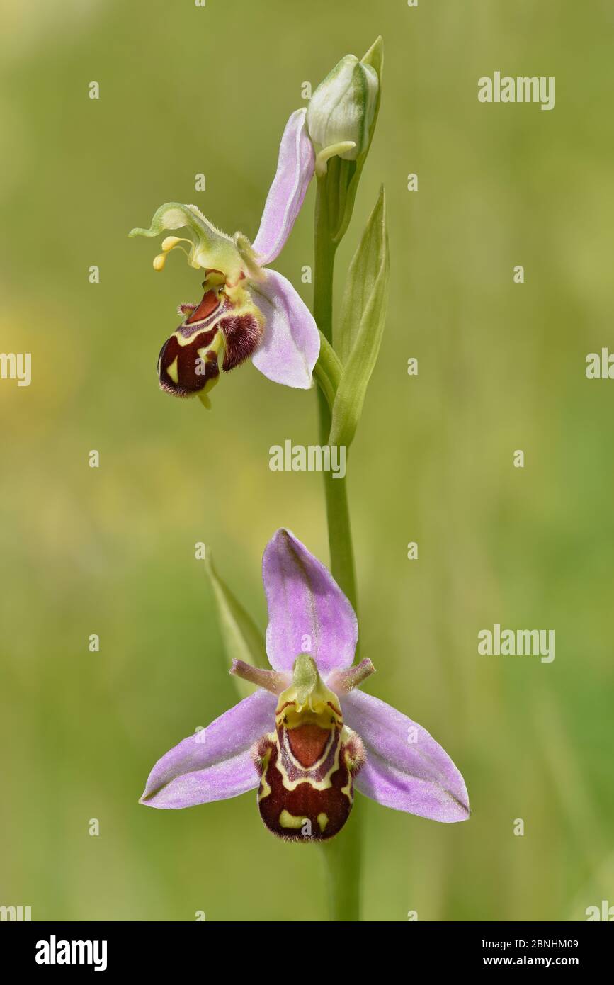 Fiore di orchidea dell'ape (Ophrys apifera) che mostra la vista anteriore e laterale insieme, Bedfordshire, Inghilterra, Regno Unito, giugno . Mettere a fuoco l'immagine impilata Foto Stock