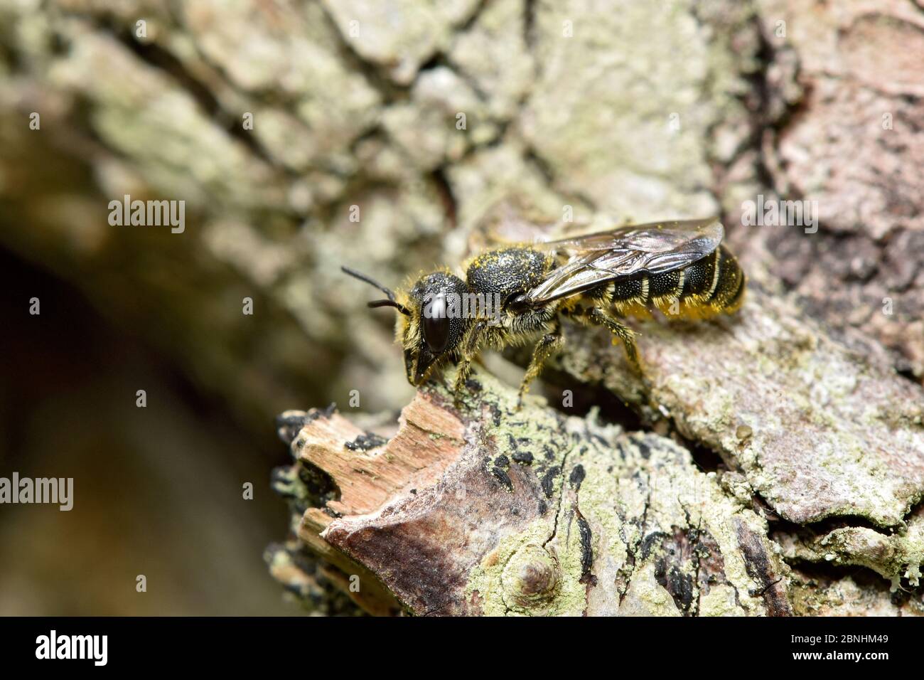 Daisy carpenter ape (Heriades transcorum) Berkshire, Inghilterra, Regno Unito, luglio Foto Stock