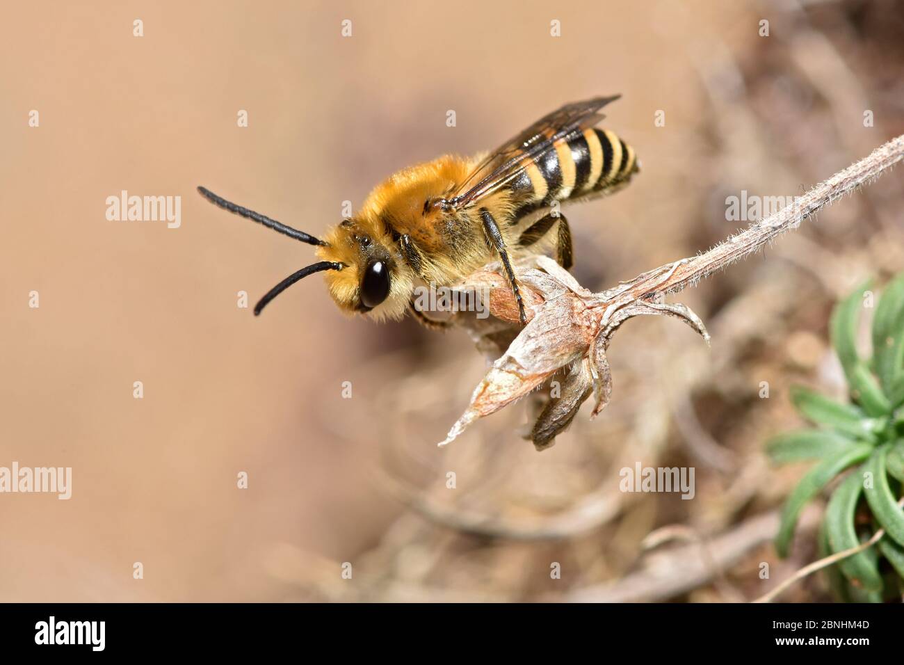 Ivy Bee (Colletes hederae) nuove specie nel Regno Unito nel 2001 questa ape è diventata più diffusa in tutta l'Inghilterra meridionale. Cornovaglia, Inghilterra, Regno Unito, settembre Foto Stock