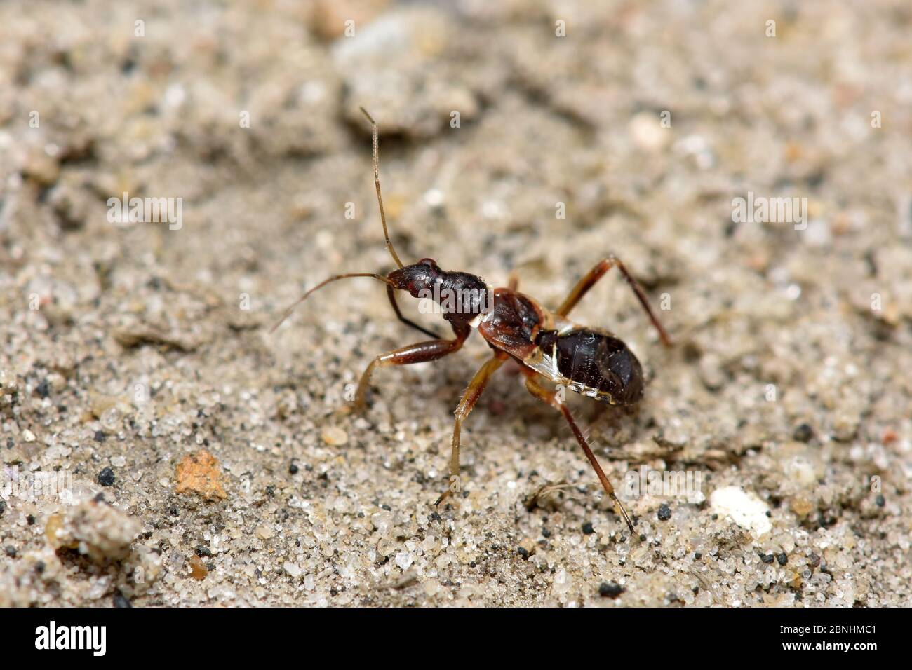 Bug di damsel ant (Himacerus mirmicoides) ninfa istar tardiva che mima formante avendo segmenti addominali bianchi del secondo e dei terzi che danno l'illusione di a. Foto Stock