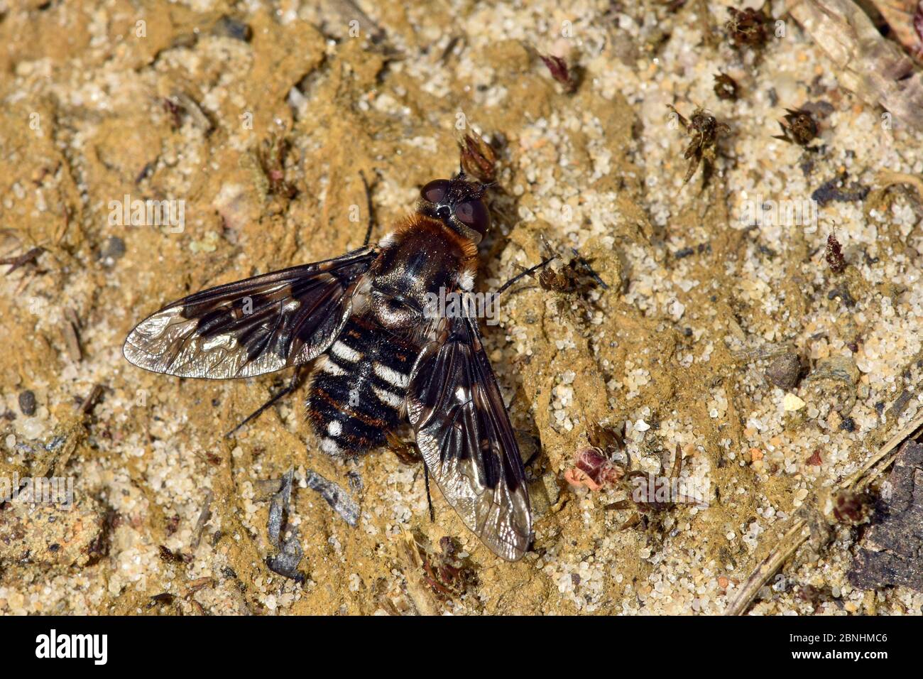 Mosca di ape (thyridanthrax fenestratus) mosca di ape che è larve parassita i nidi della vespa di digger Ammohila pubescens, Surrey, Inghilterra, UK, ago Foto Stock